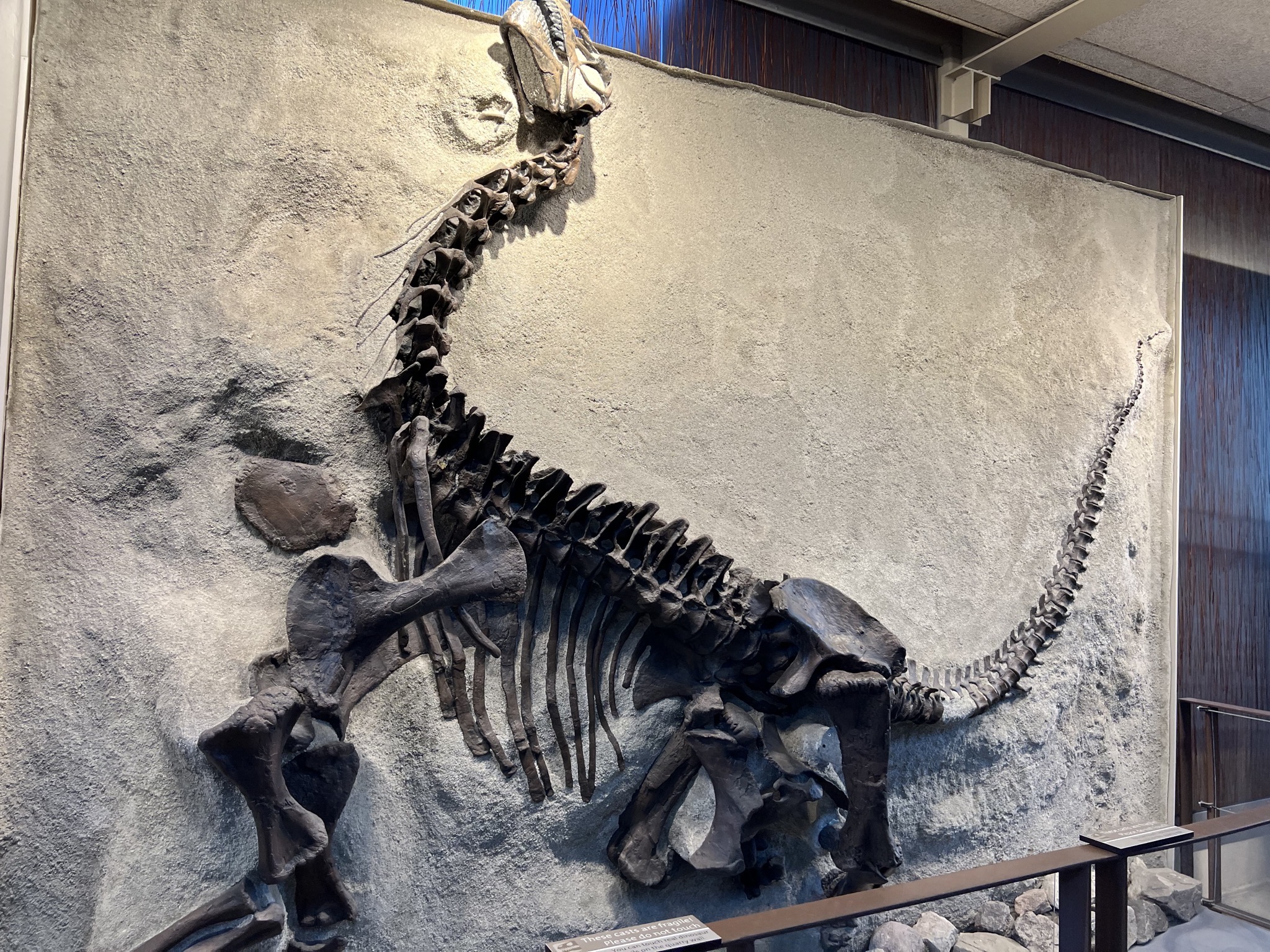 Dinosaur fossils