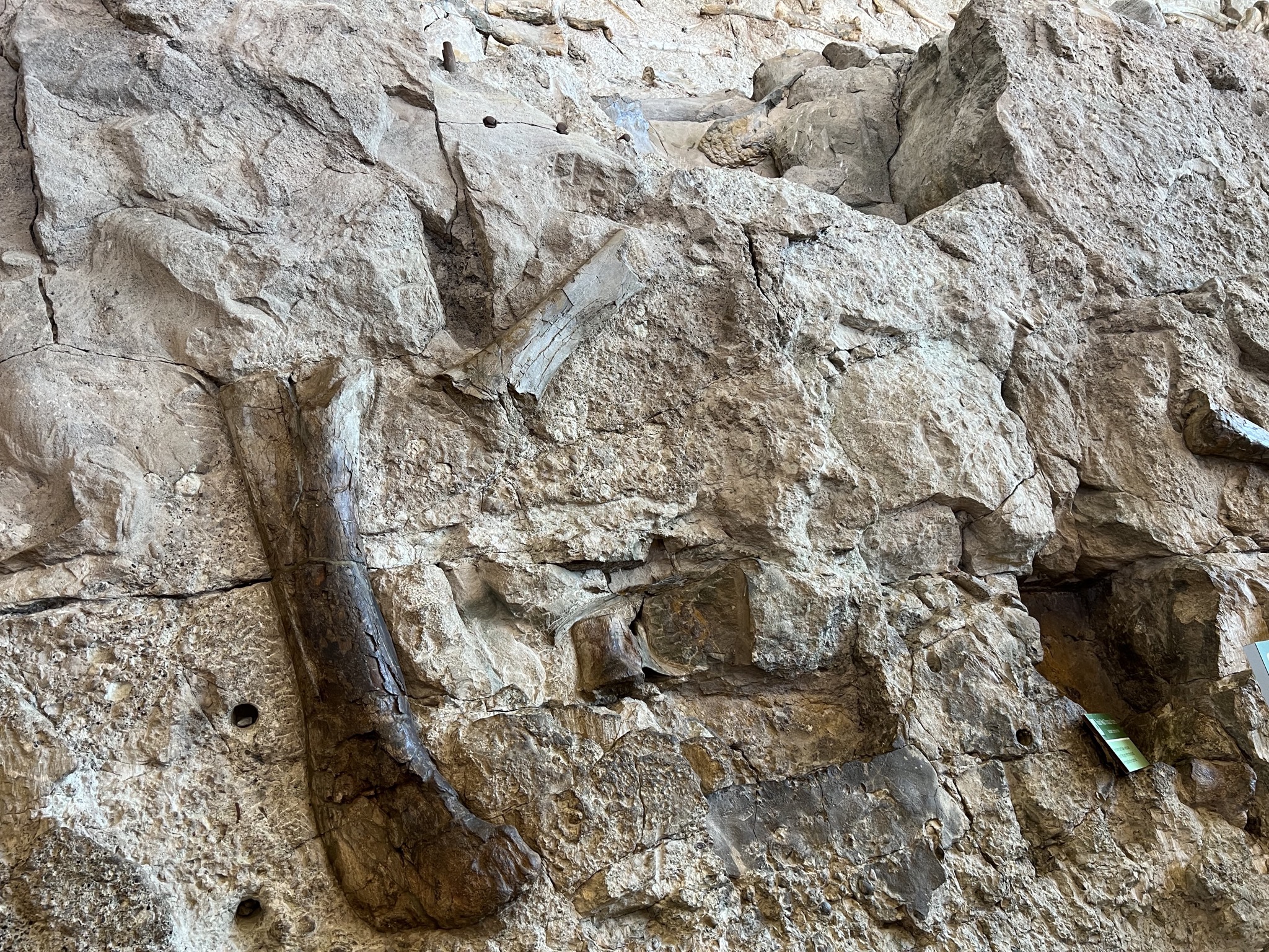 Dinosaur fossils