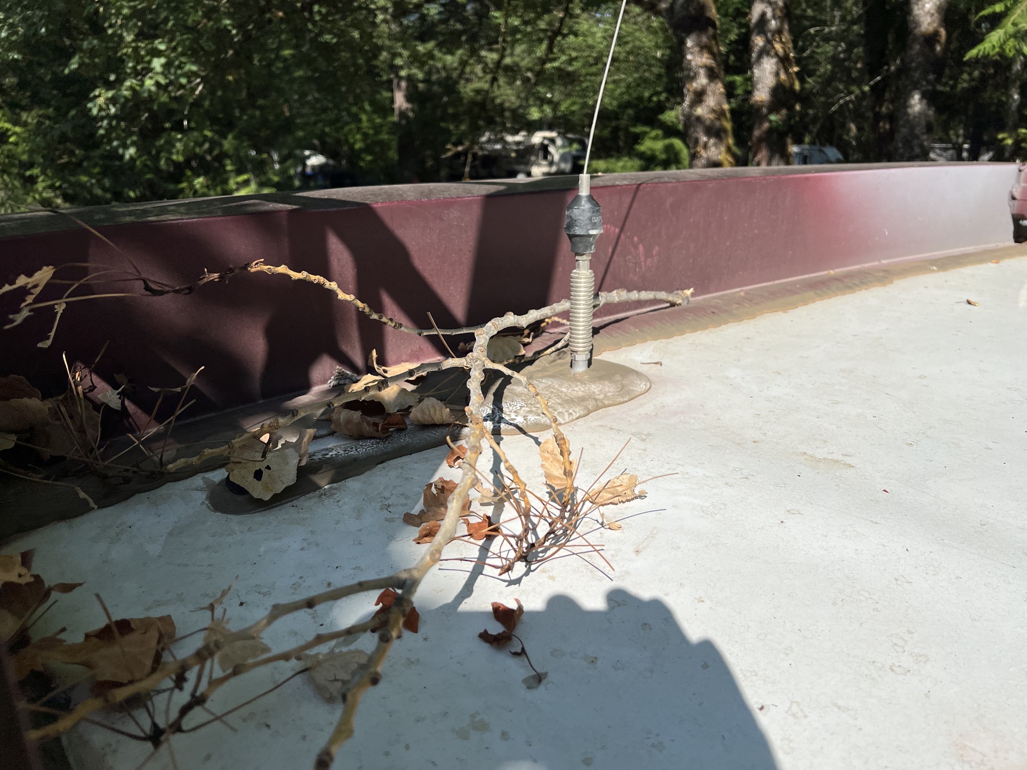 Branch