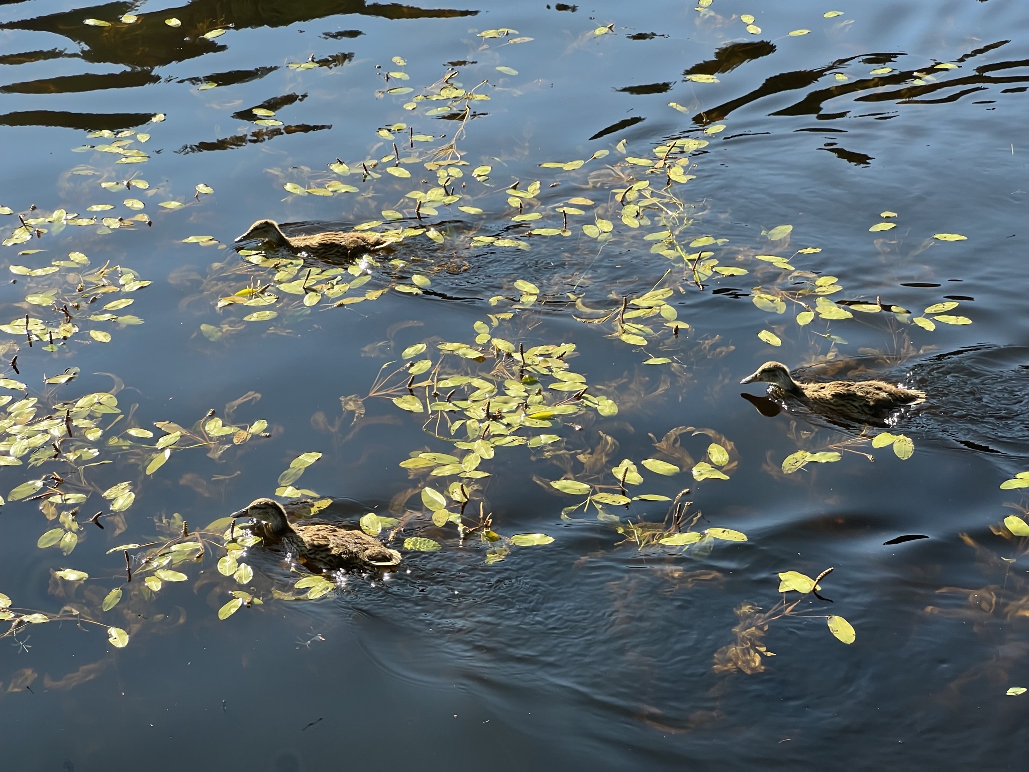 Ducklings