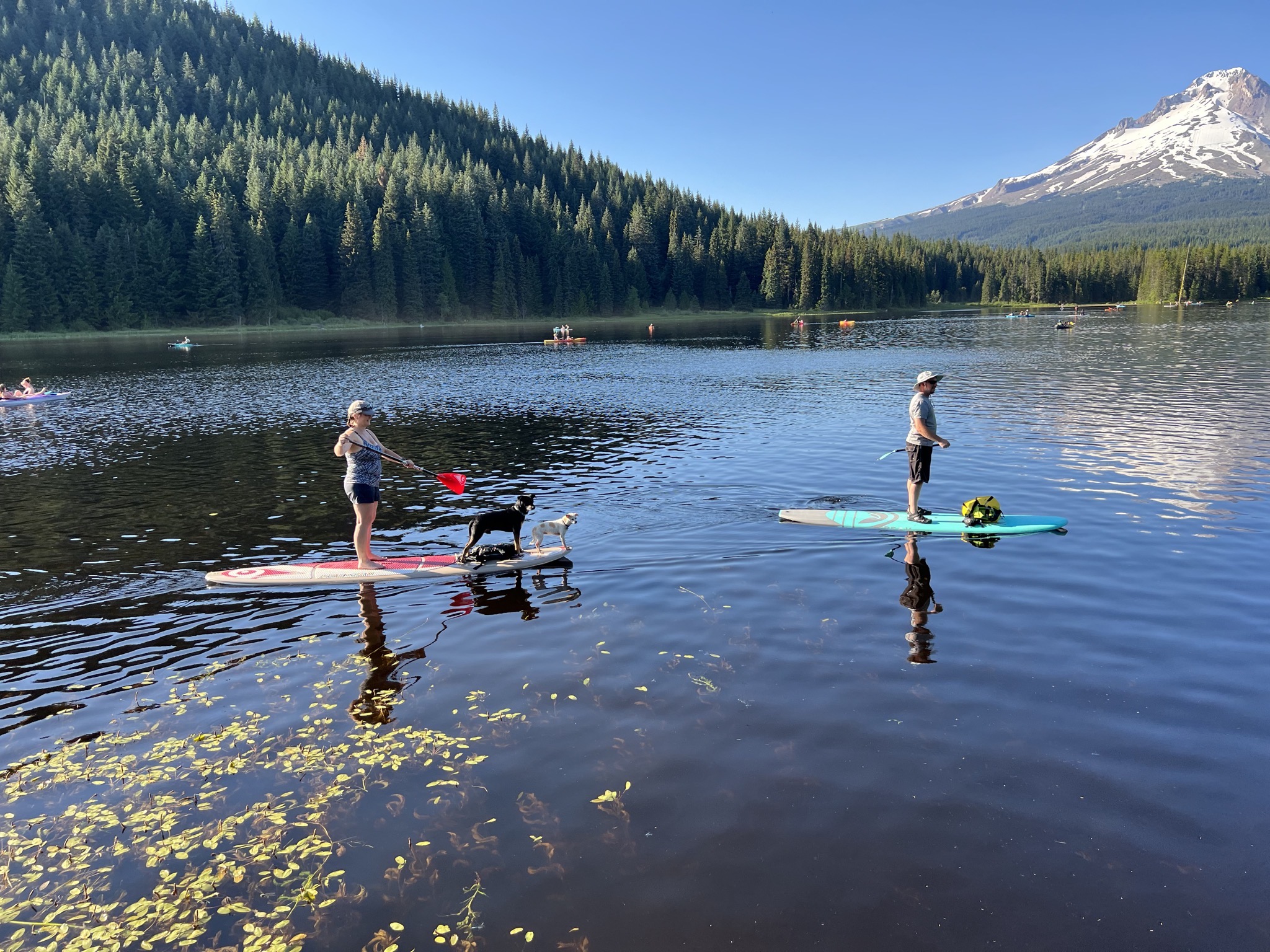Paddleboards