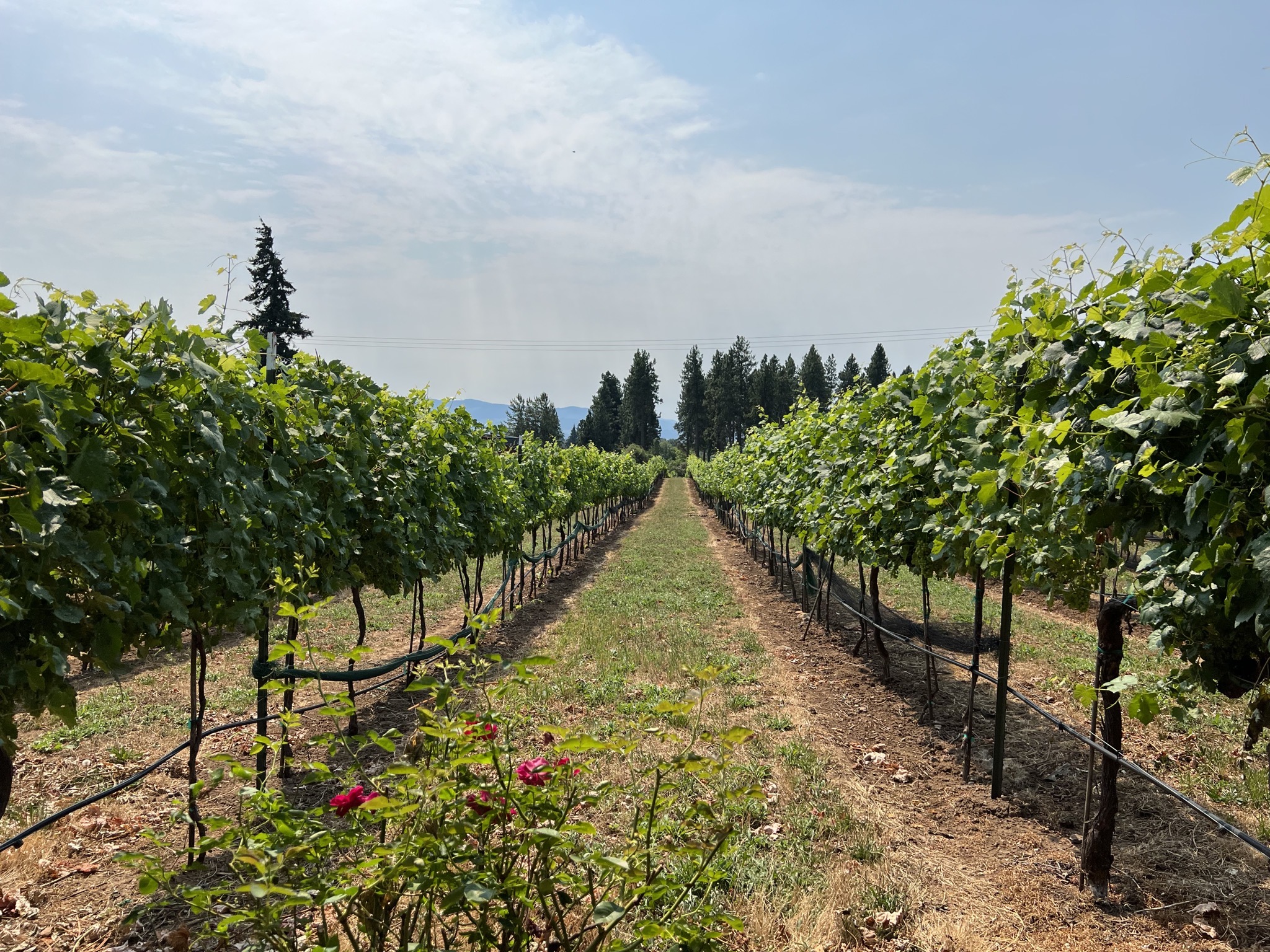 Marchesi Vineyards