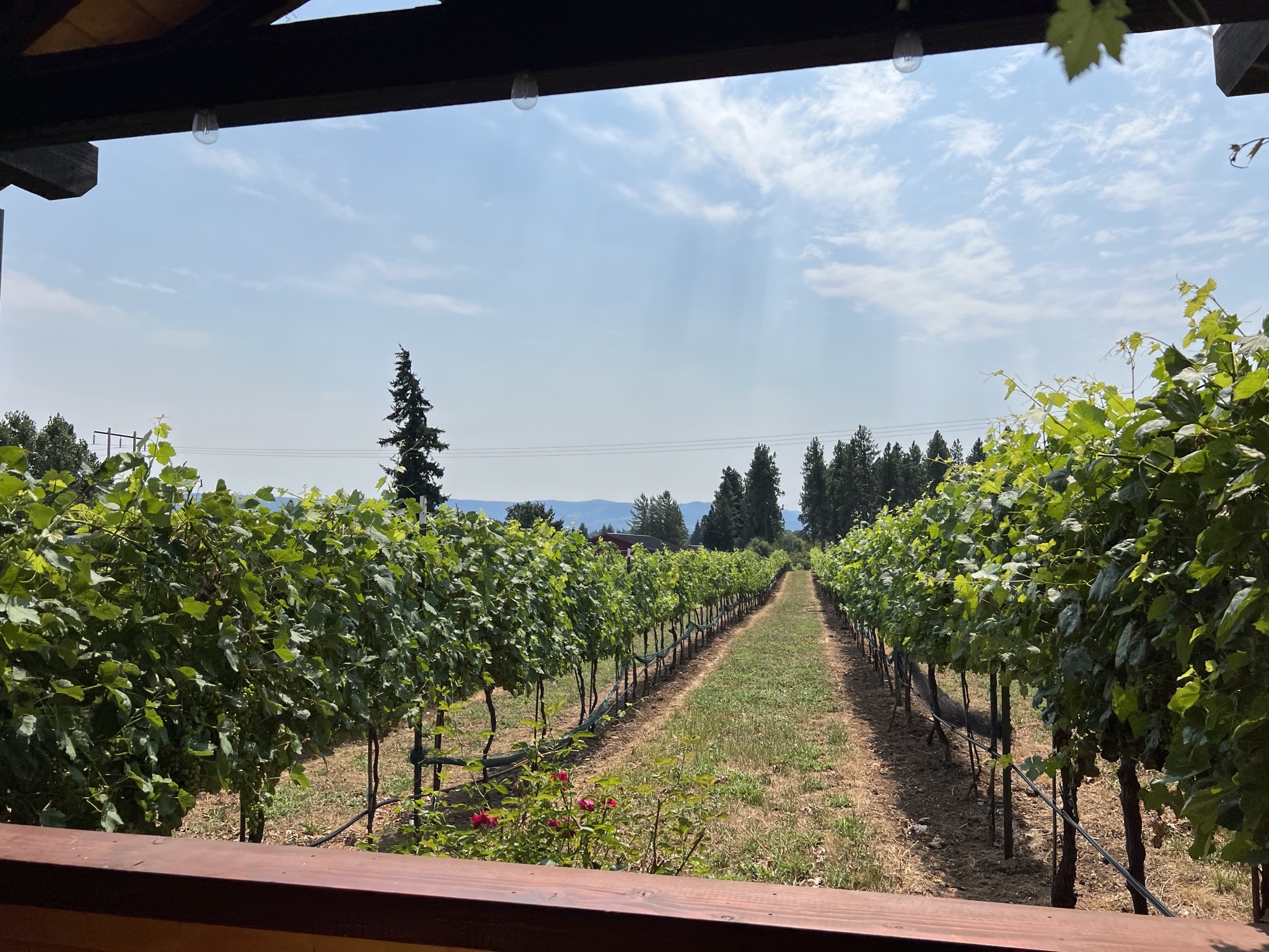 Vines