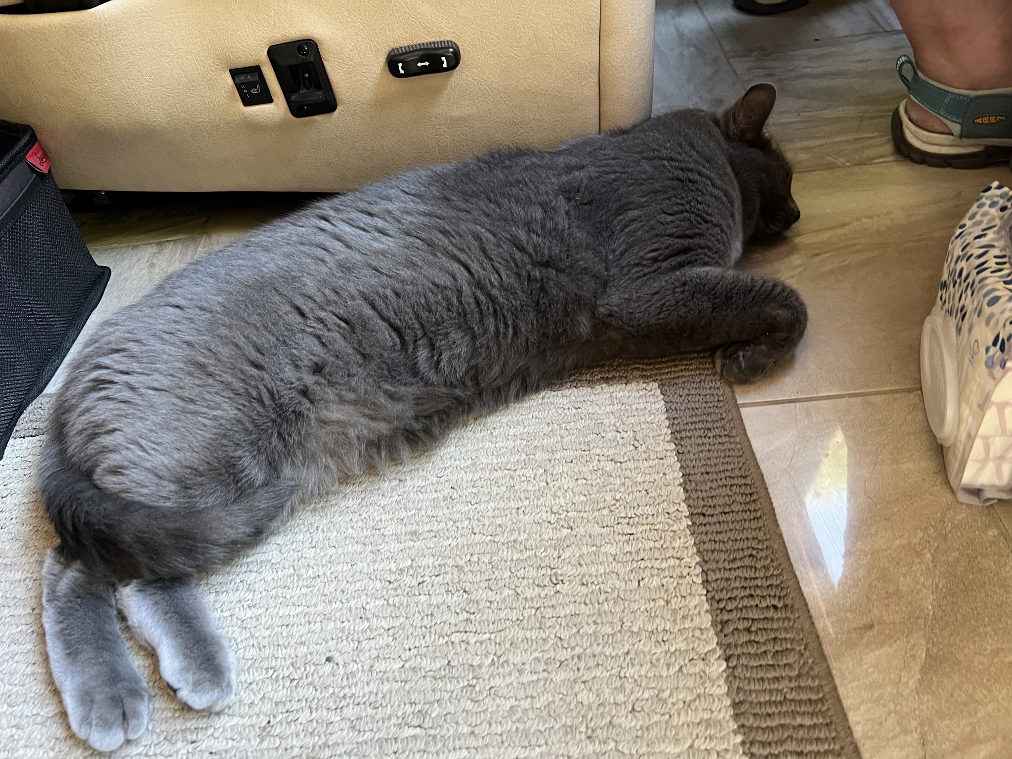 Paladin asleep