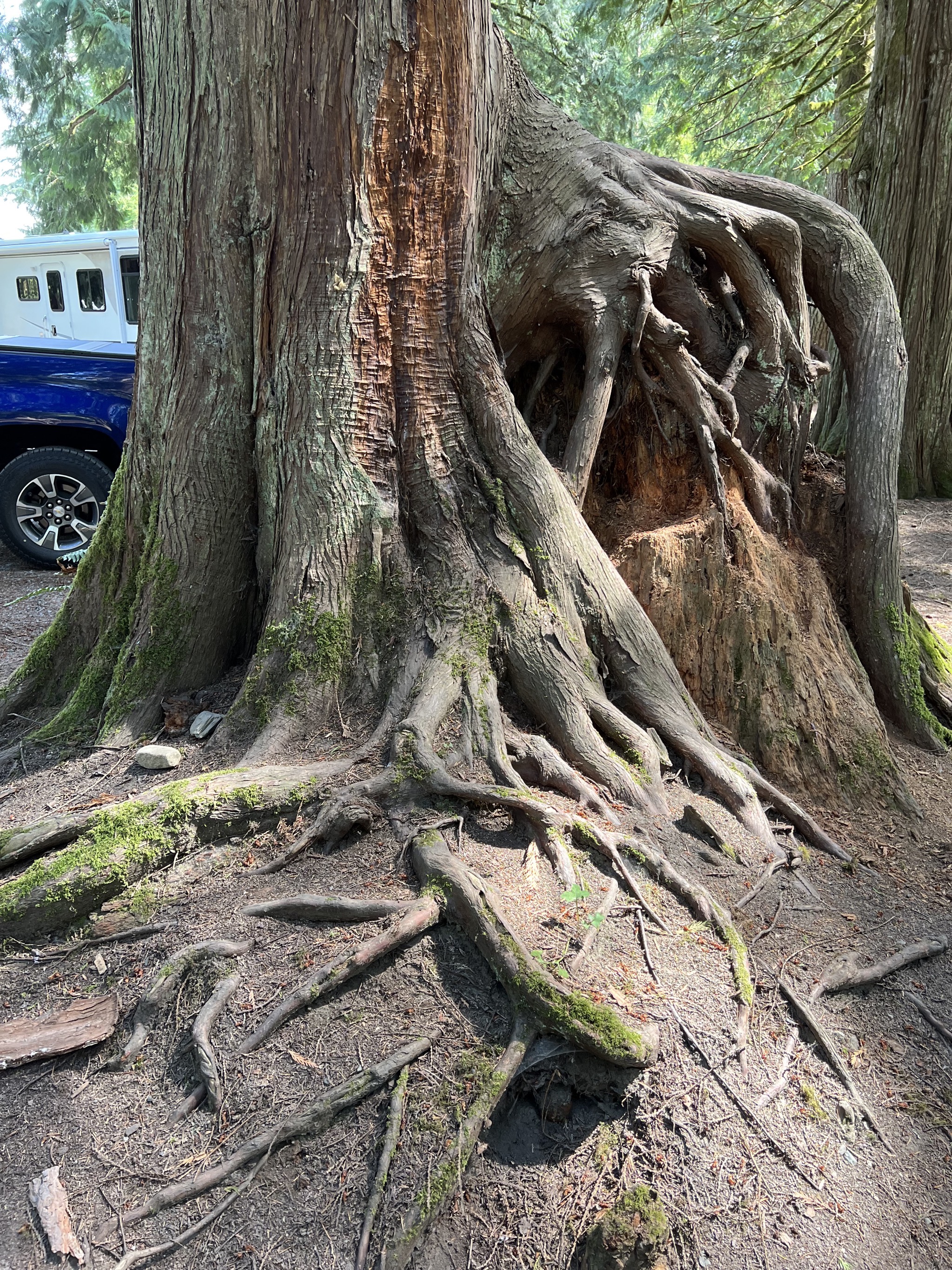 Interesting tree