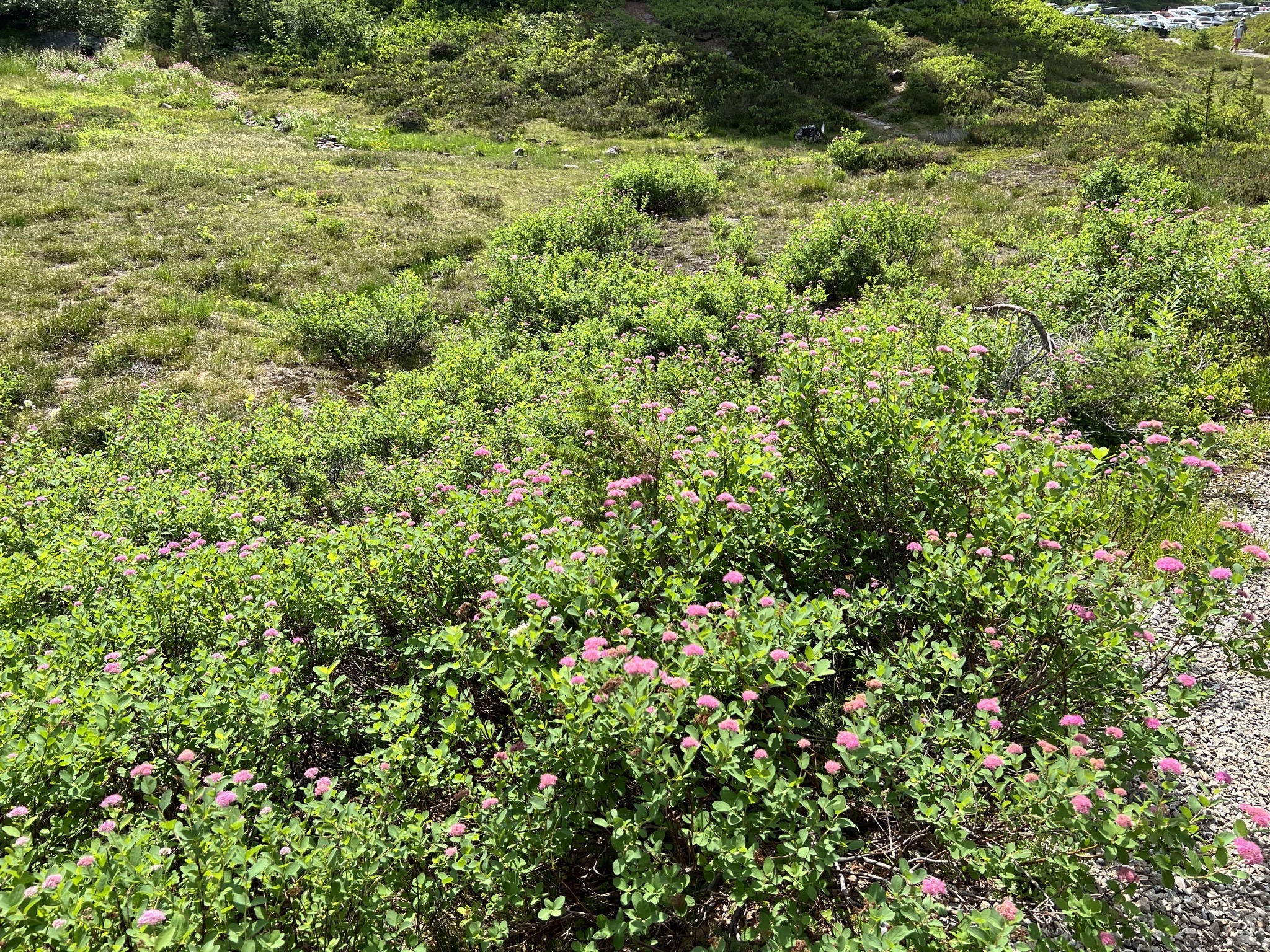 Wildflowers