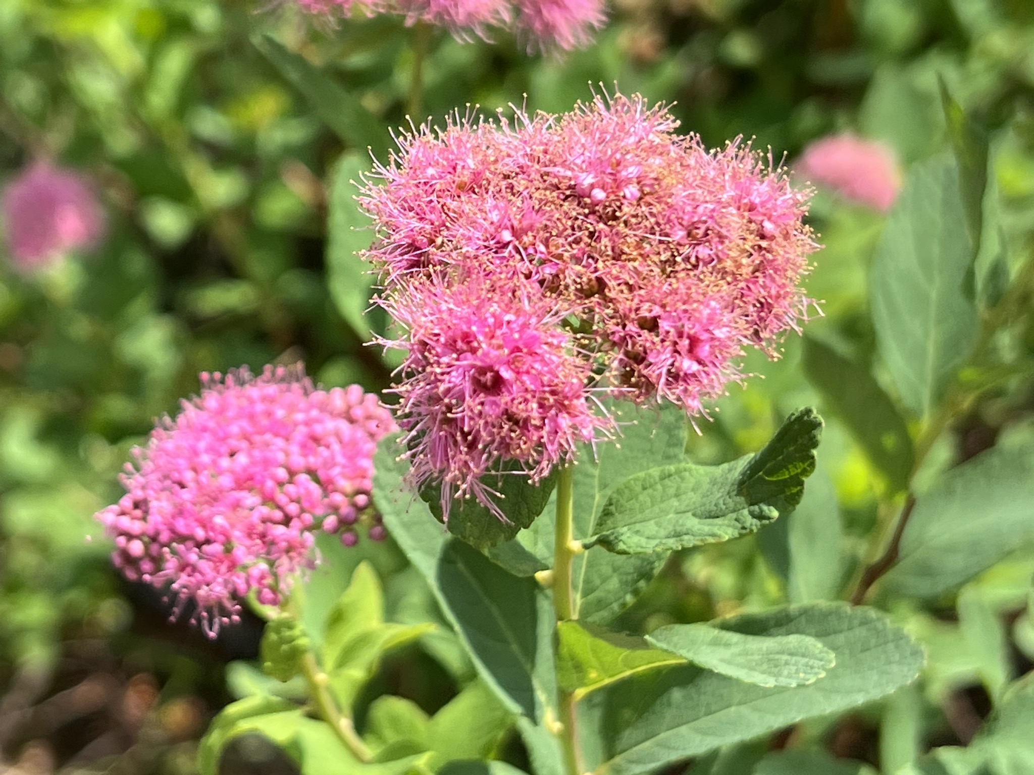Wildflowers
