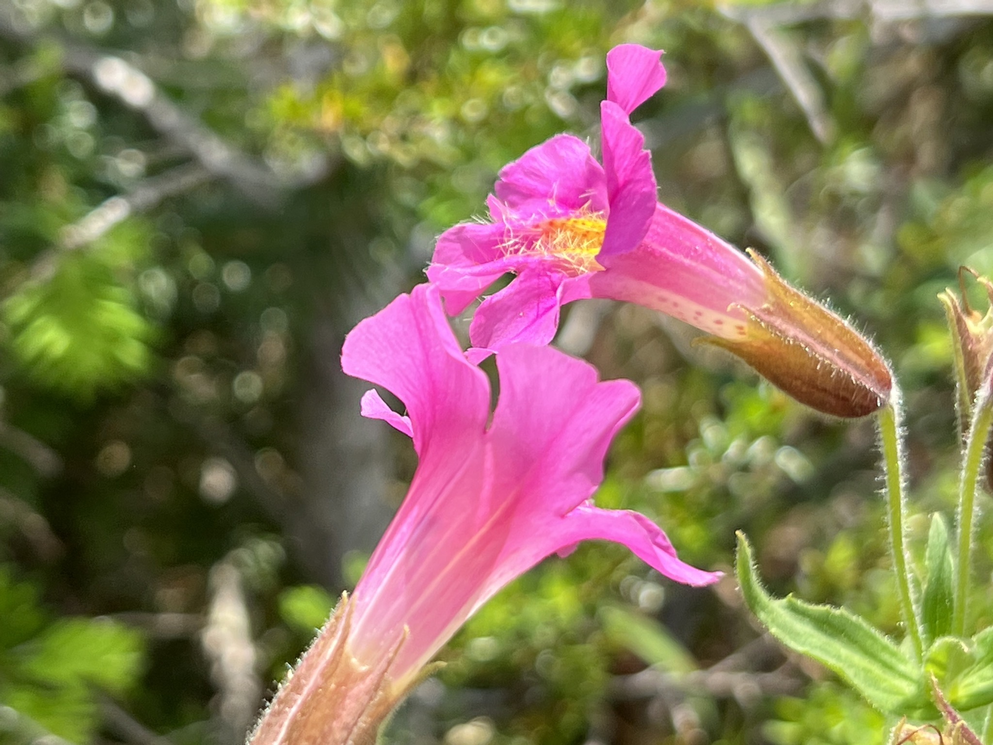 Wildflowers