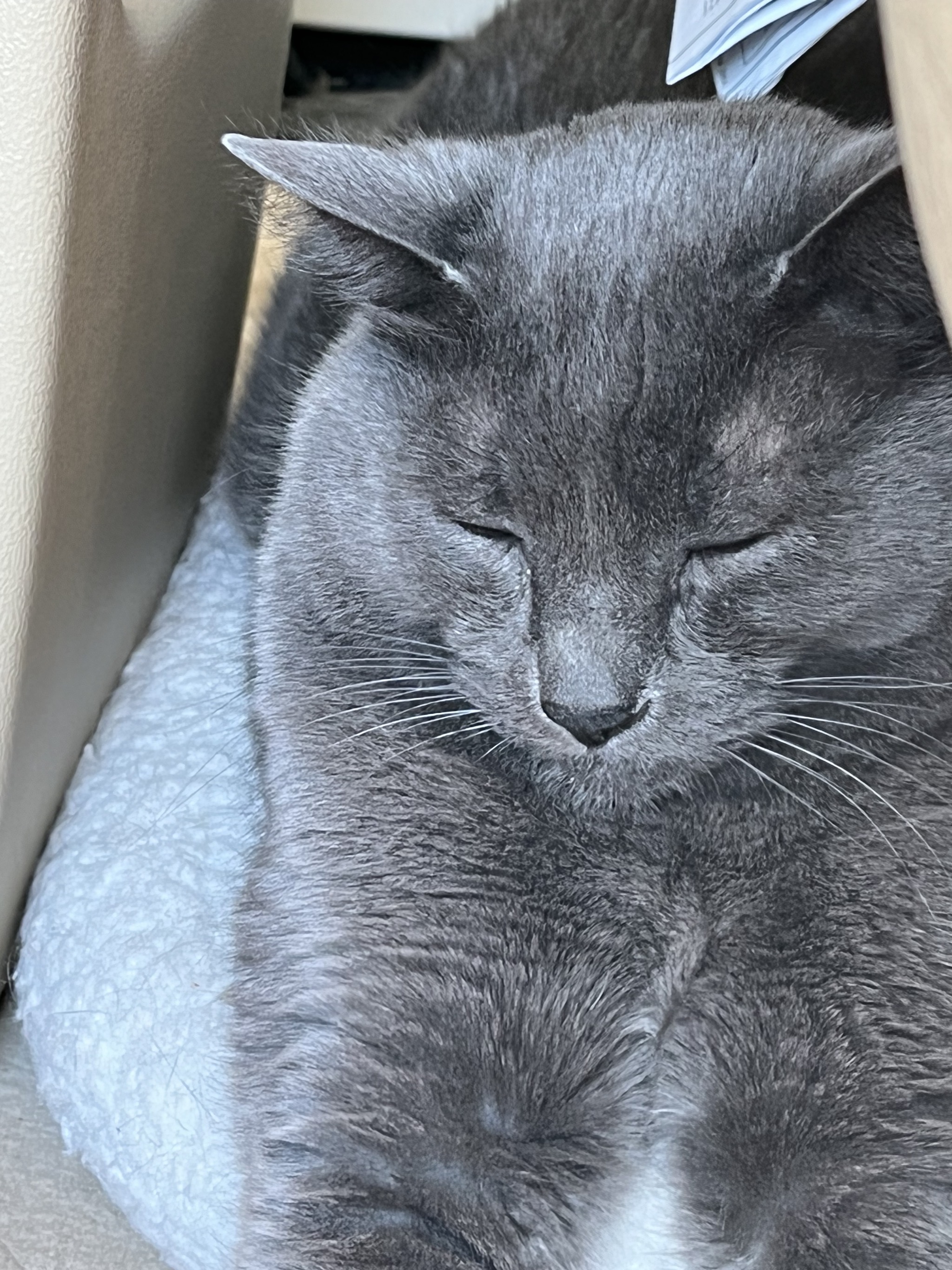 Paladin sleeping