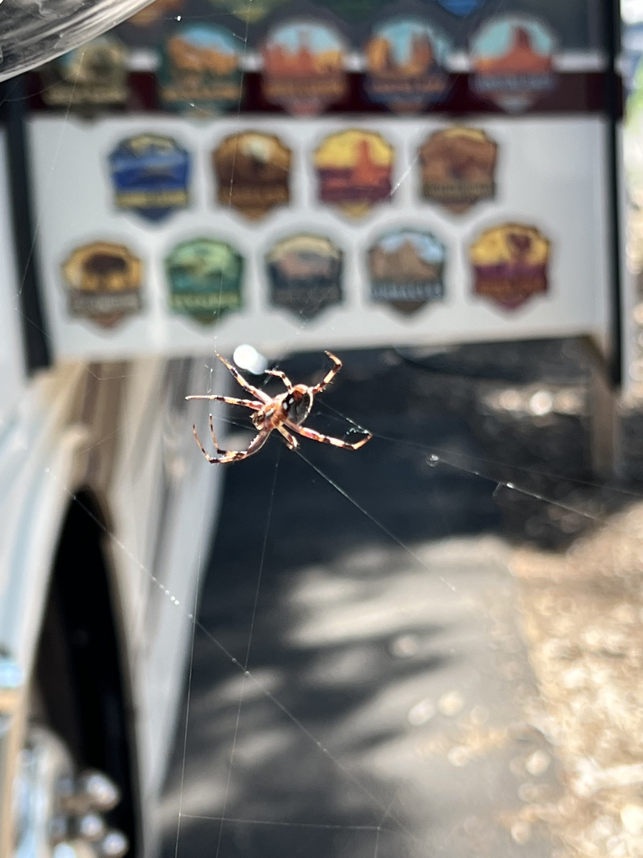 Spider