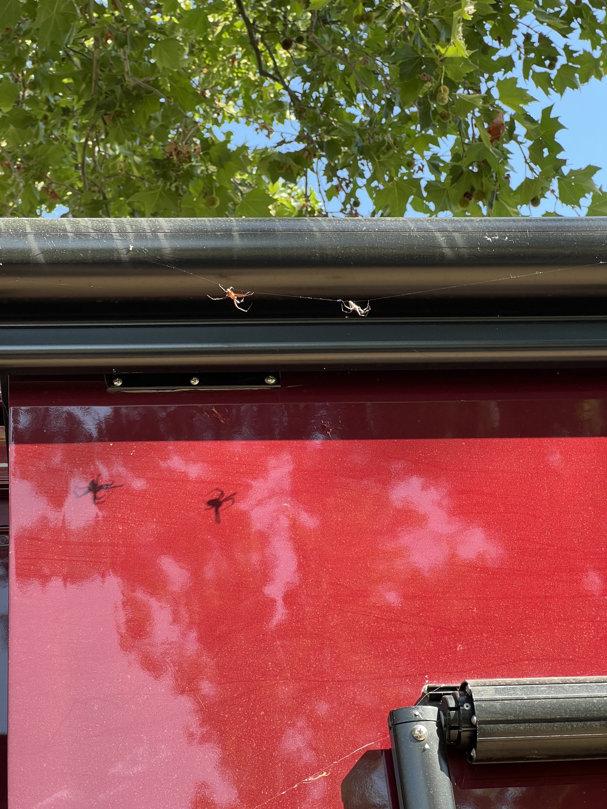 Spiders