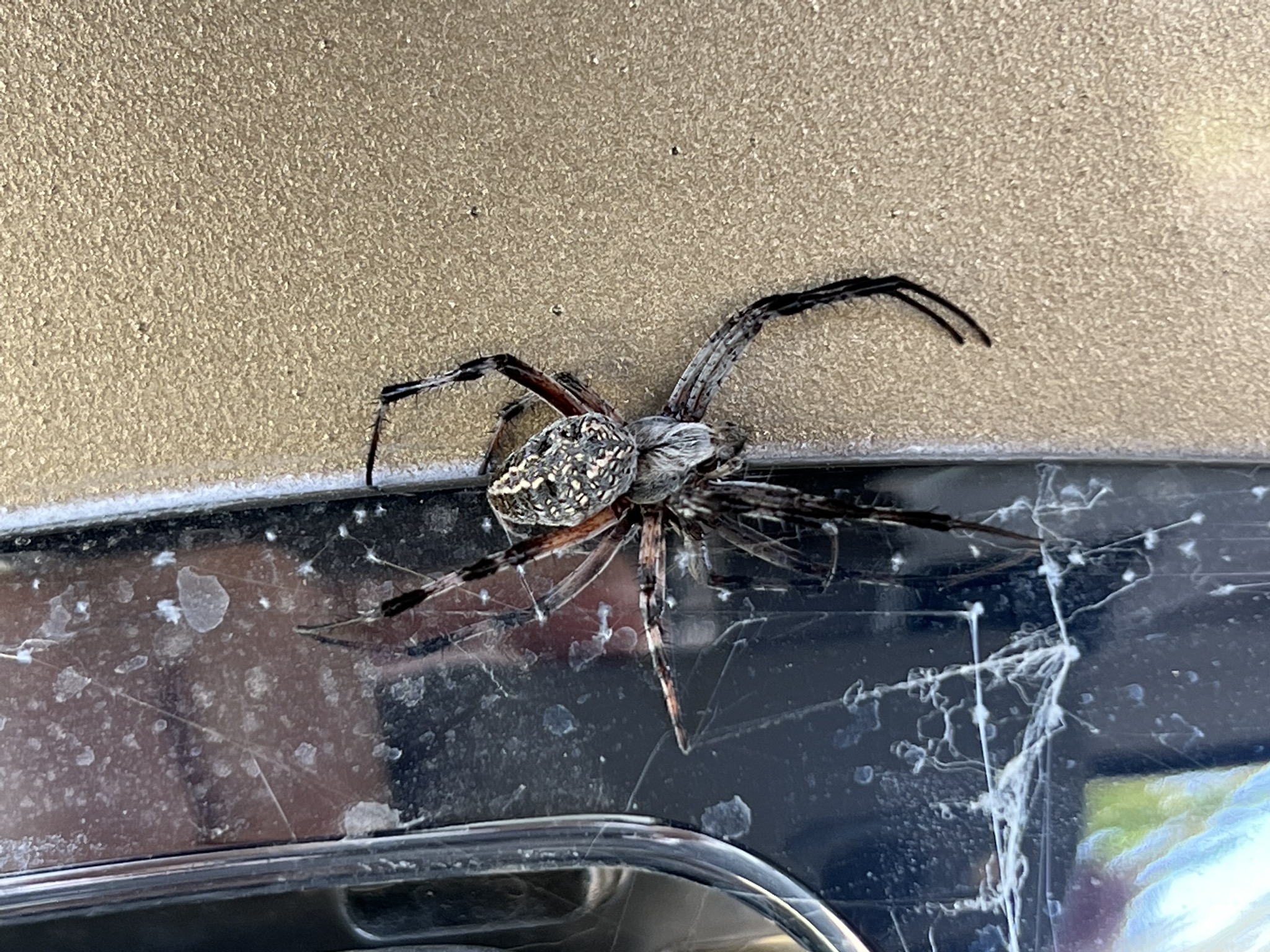 Spider