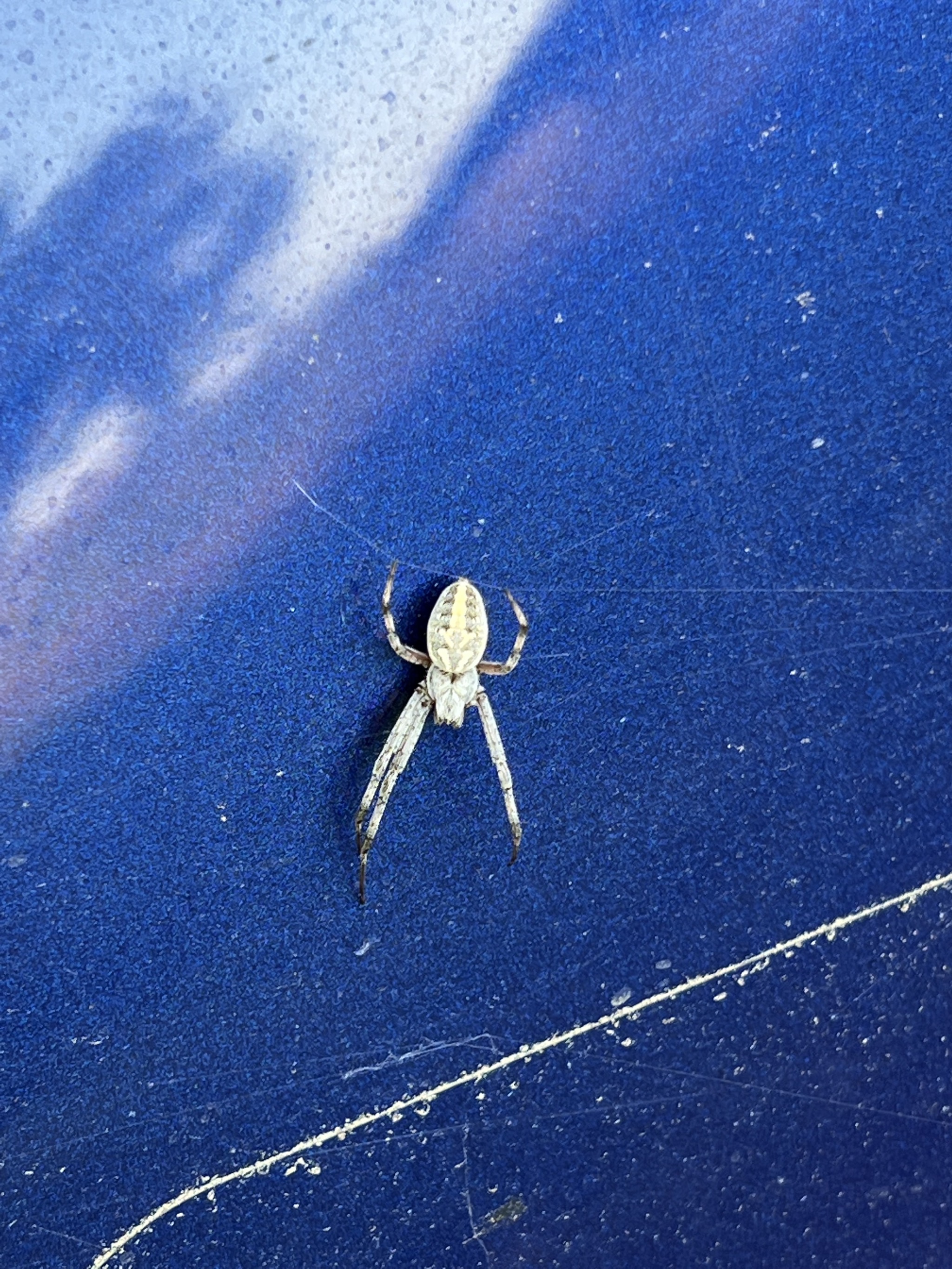 Spider