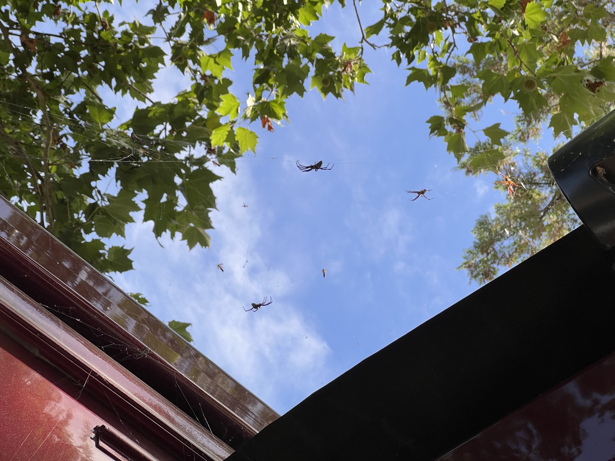 Spiders