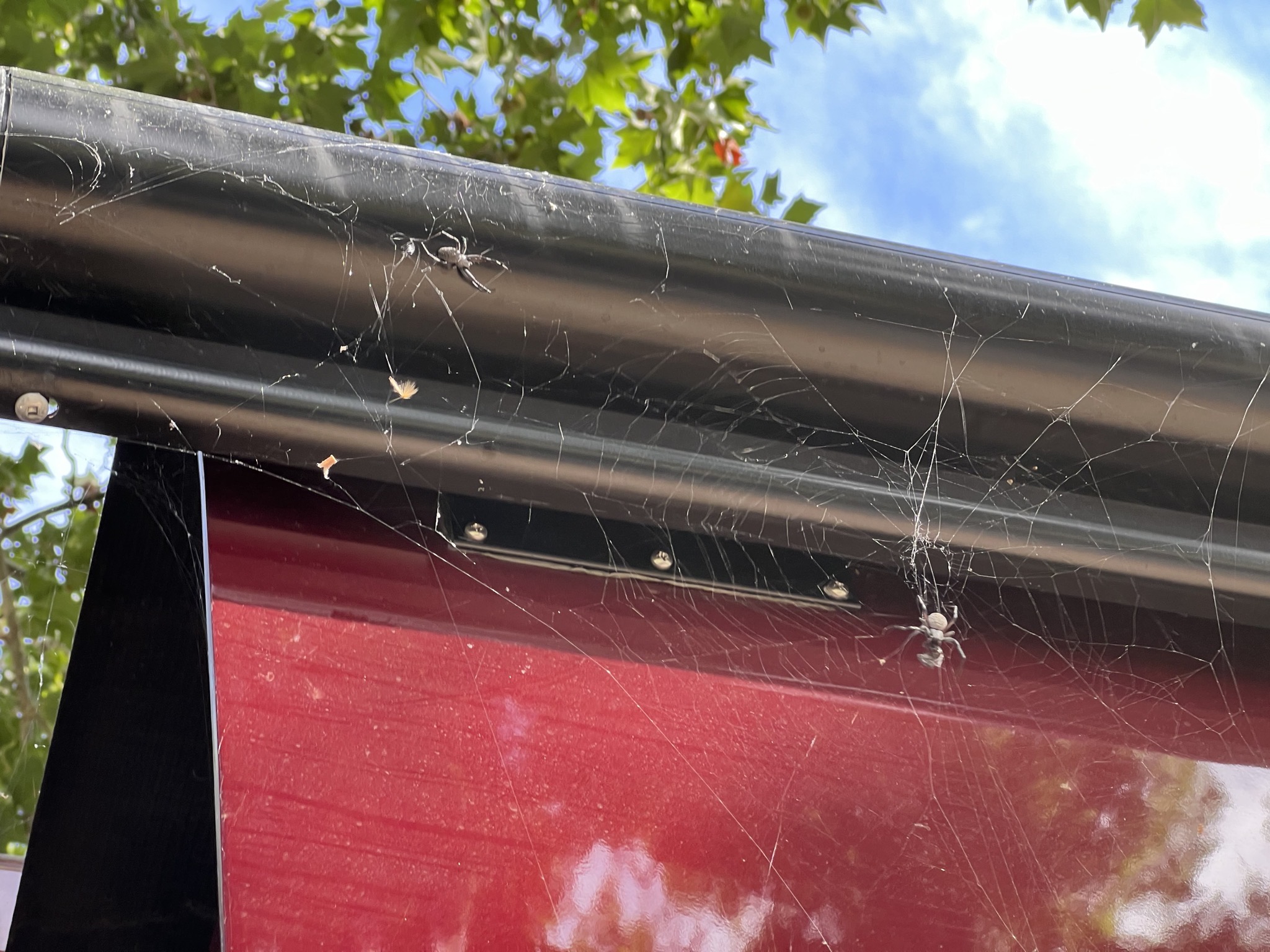 Spiders