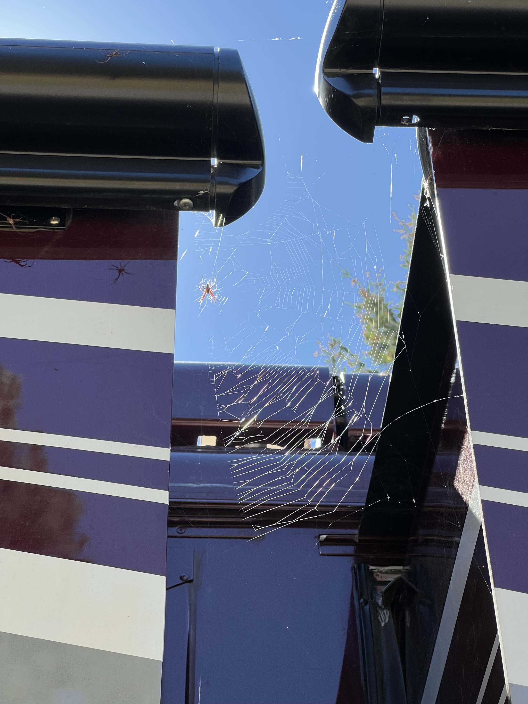 Spiders