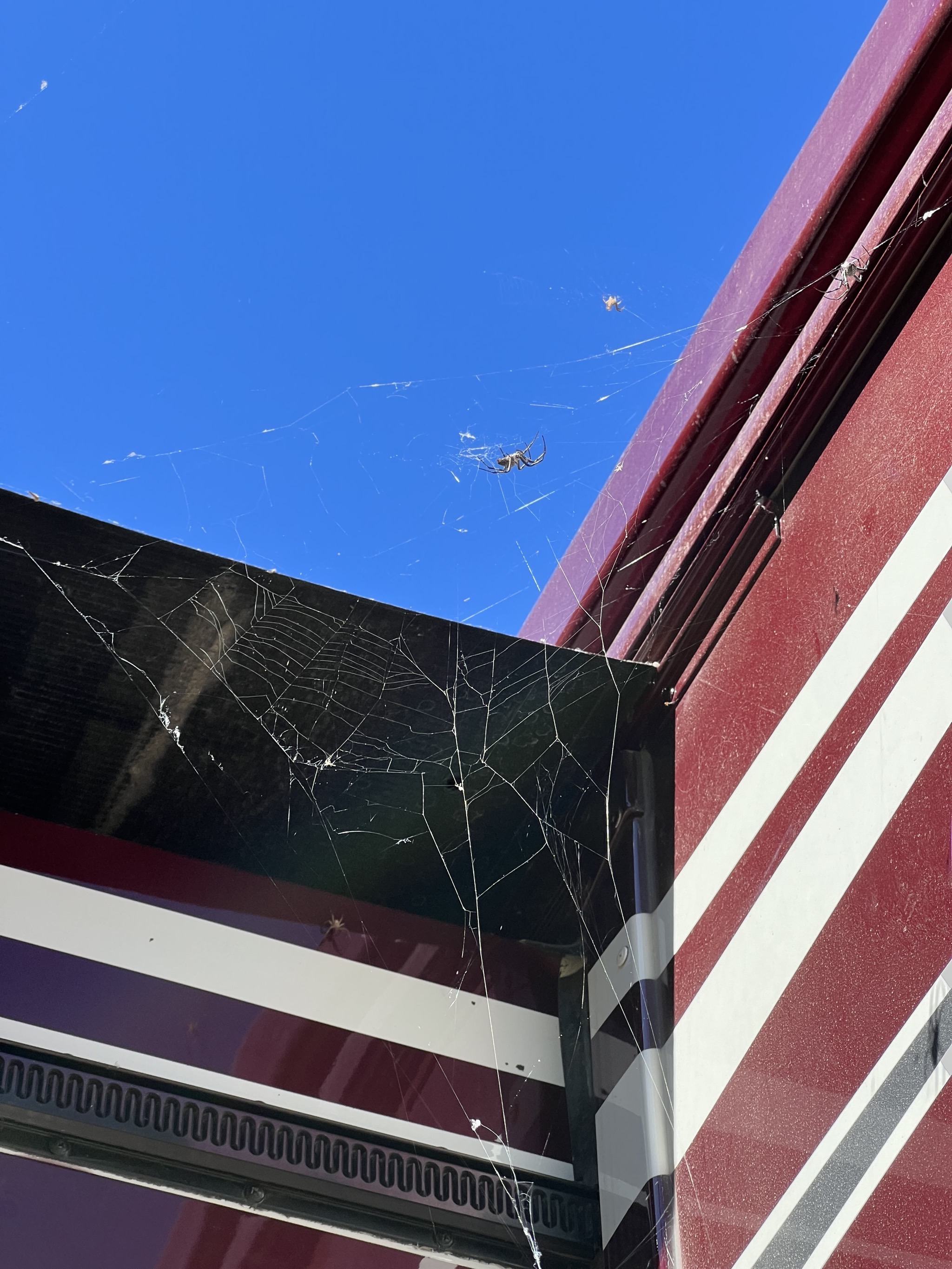 Spiders