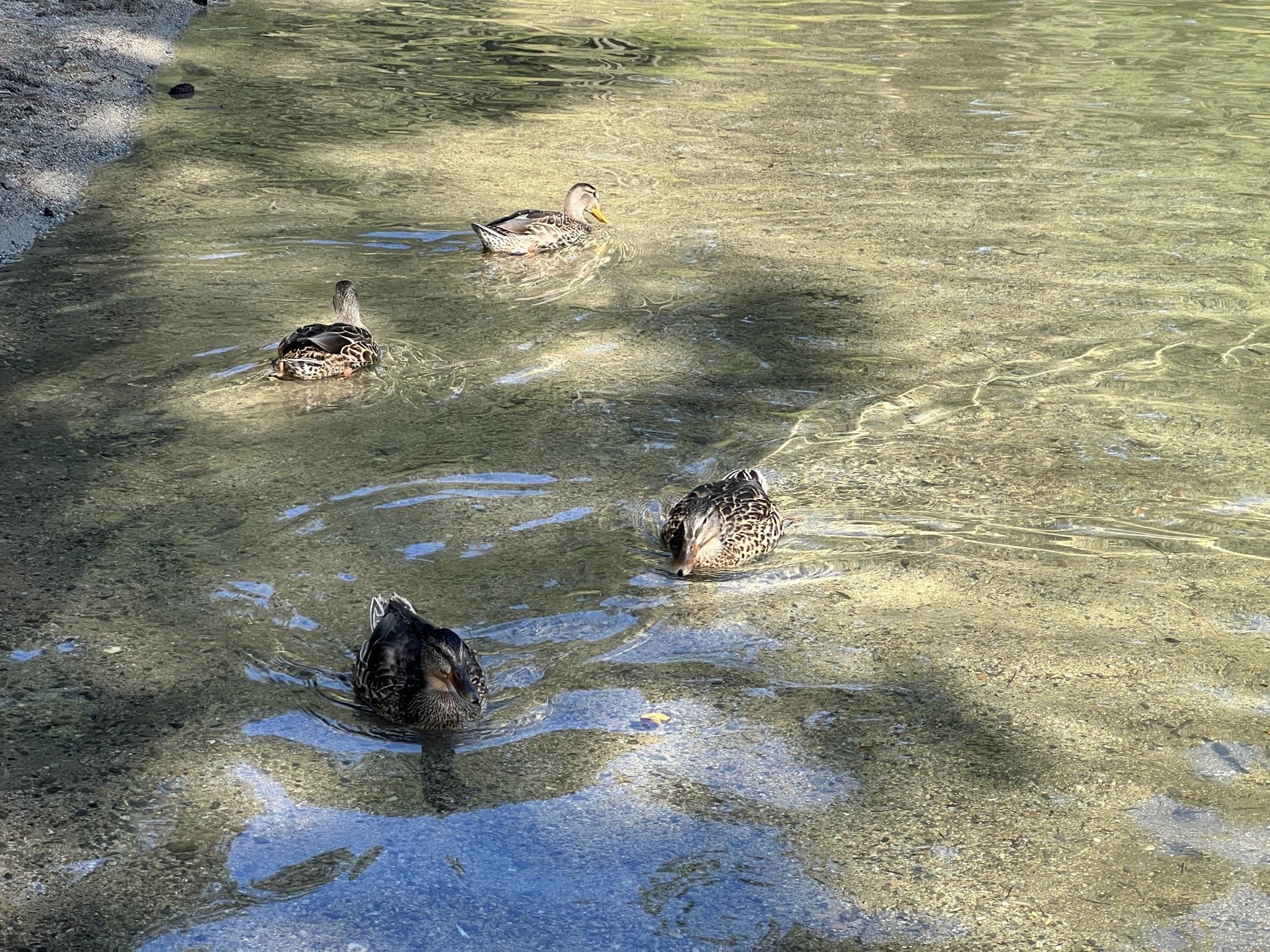 Ducks