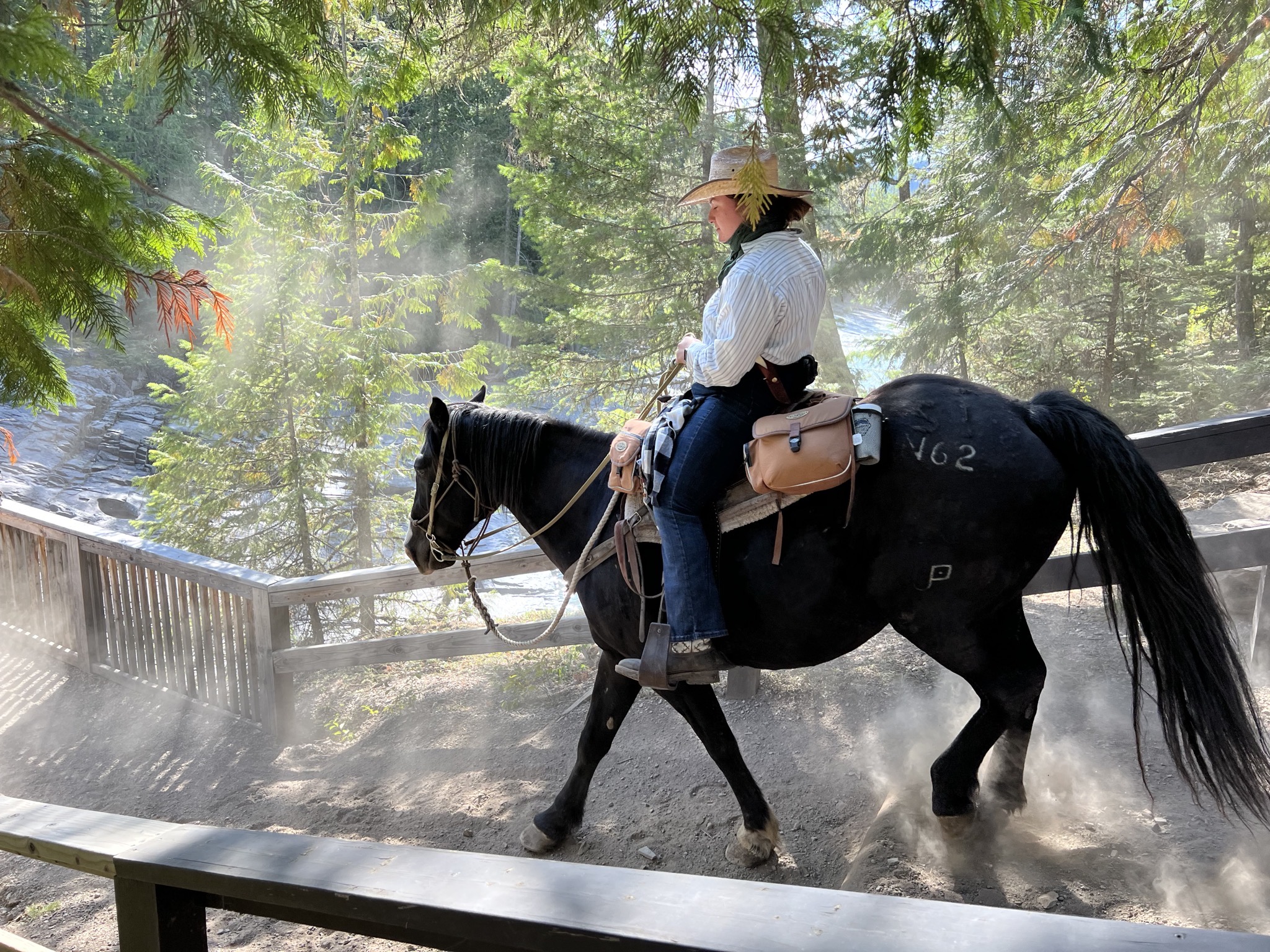 Horses
