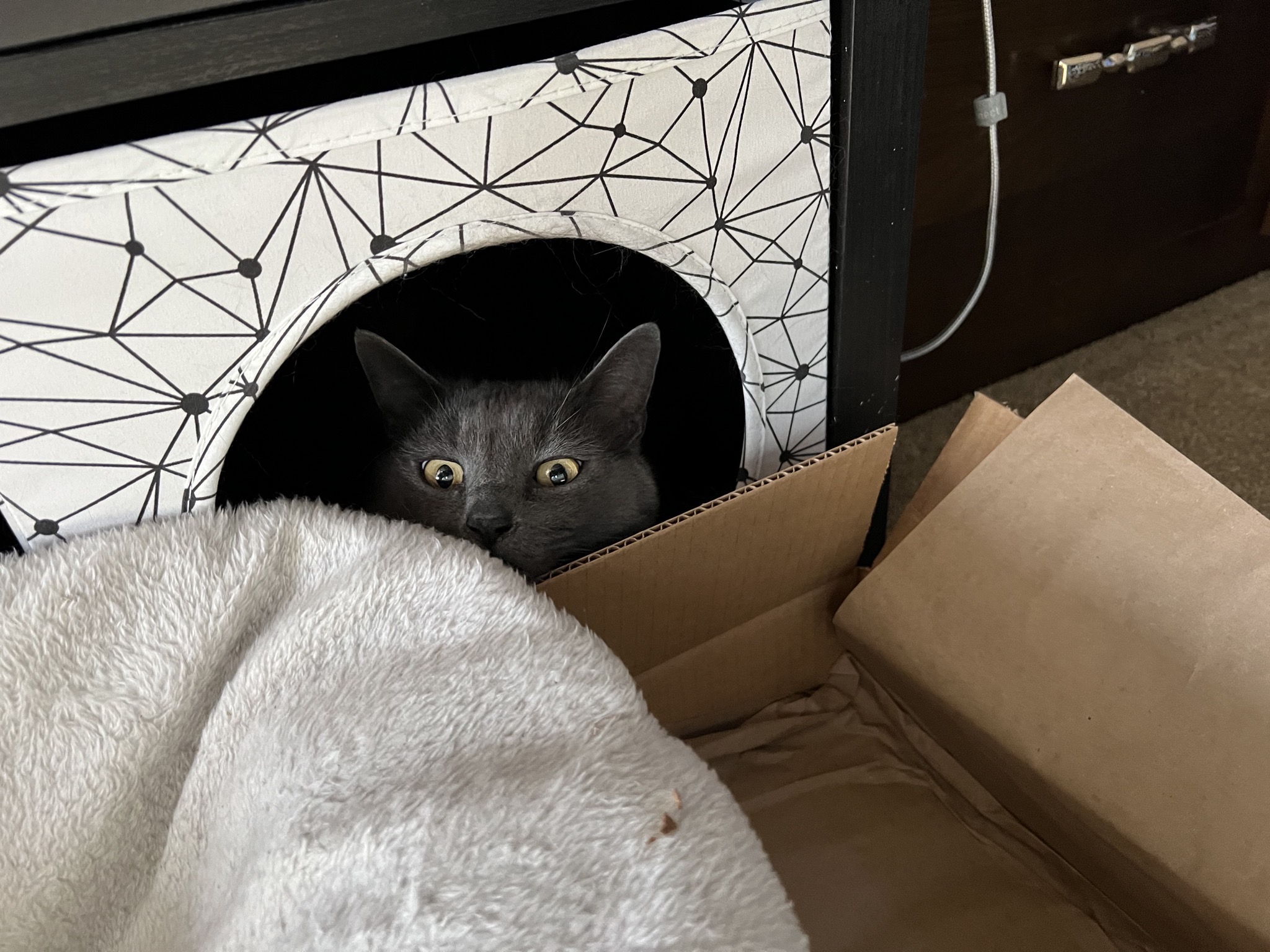 Paladin in a box