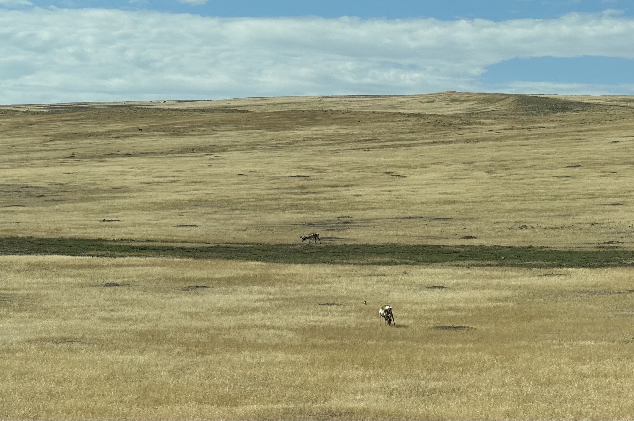 Wild pronghorn antelope