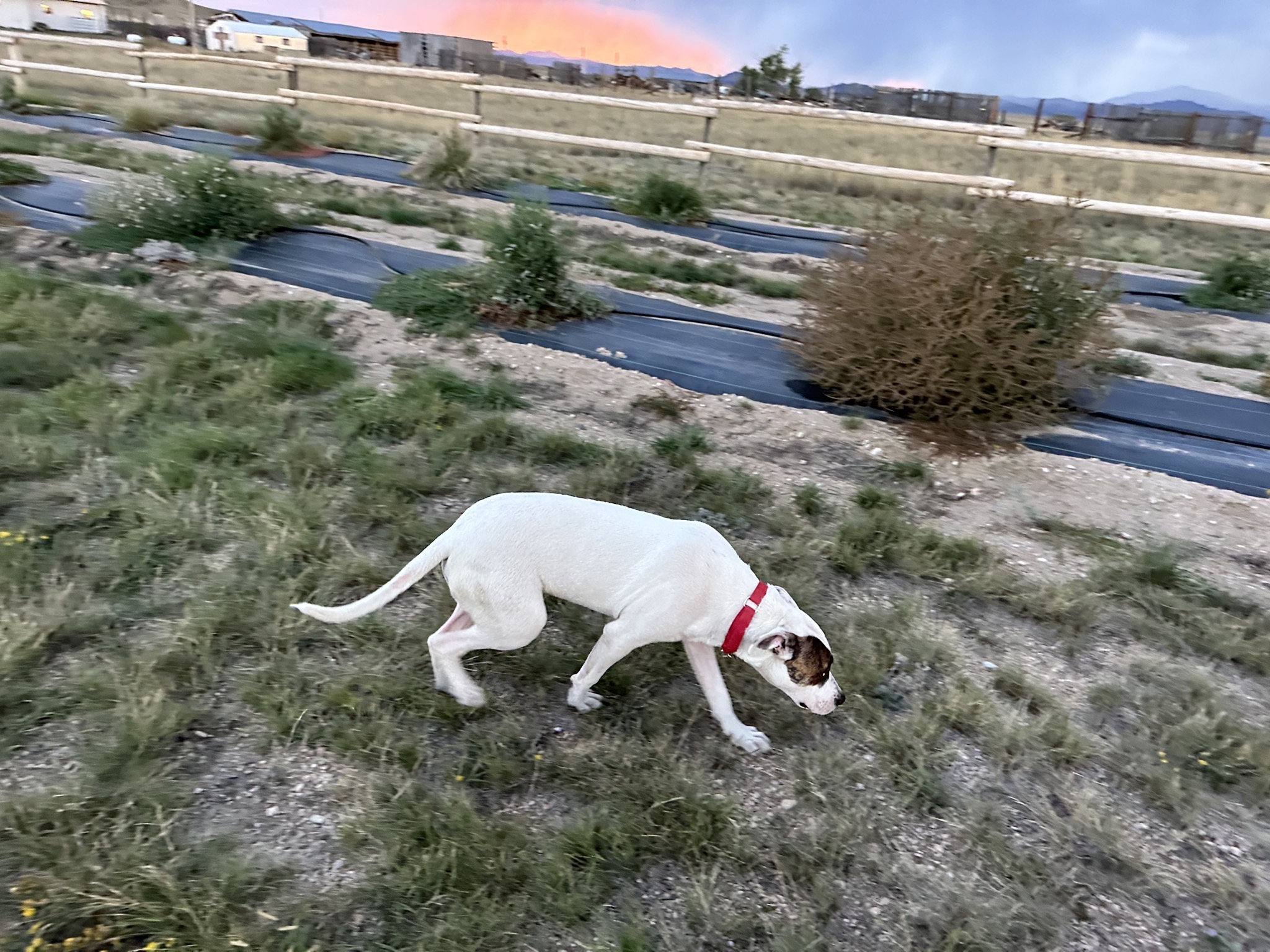 Owners dog