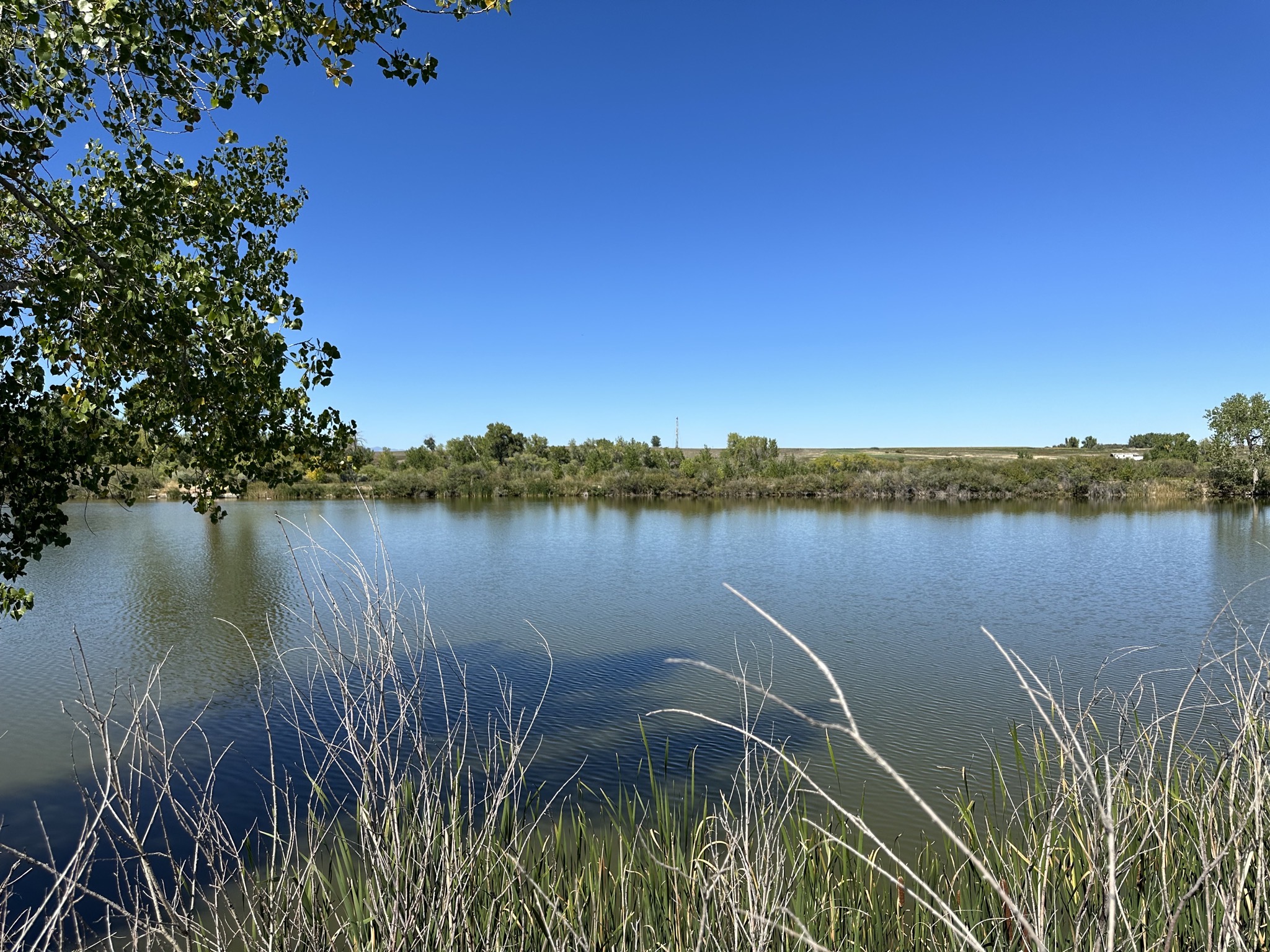 Pond