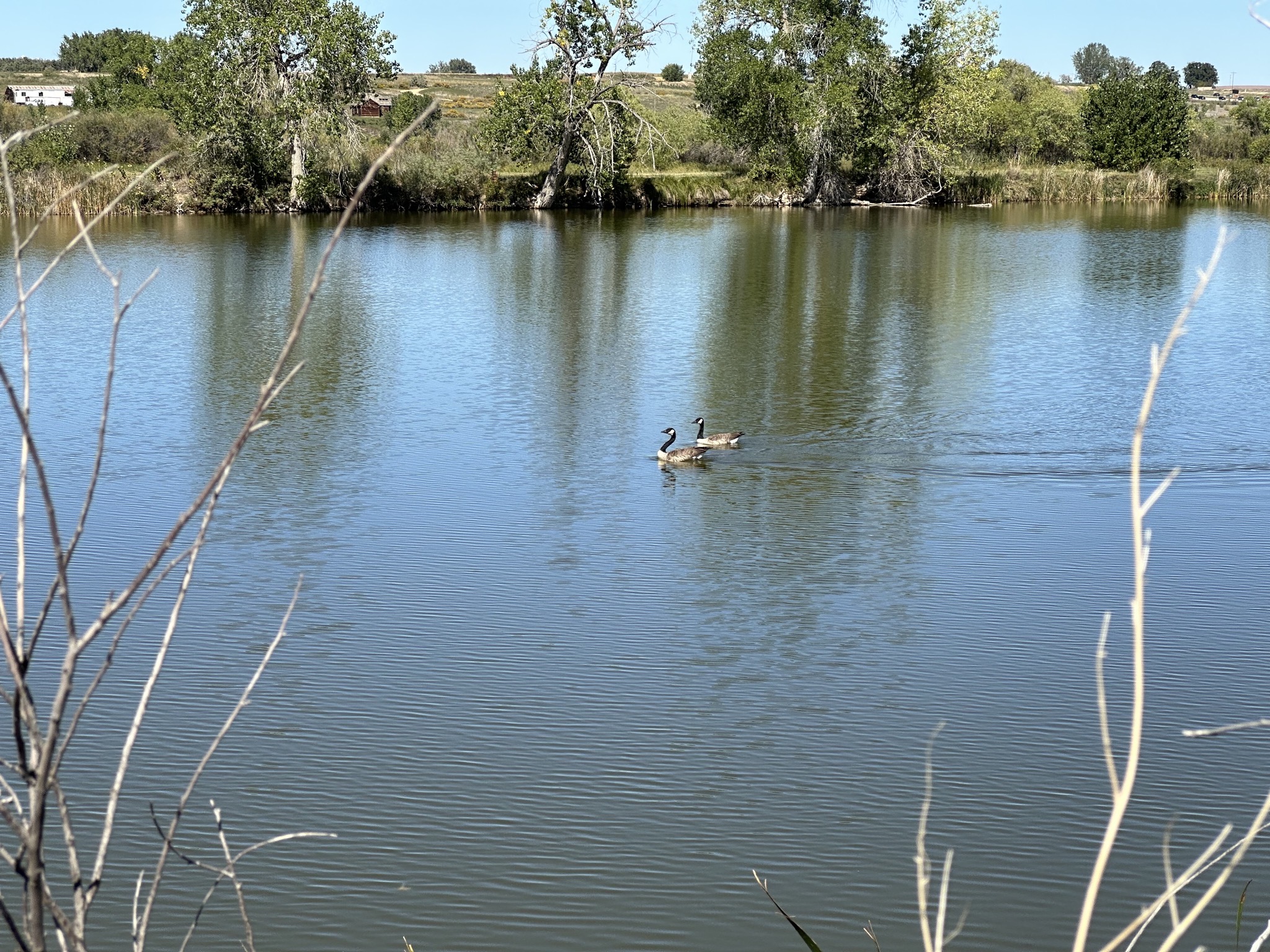 Swans