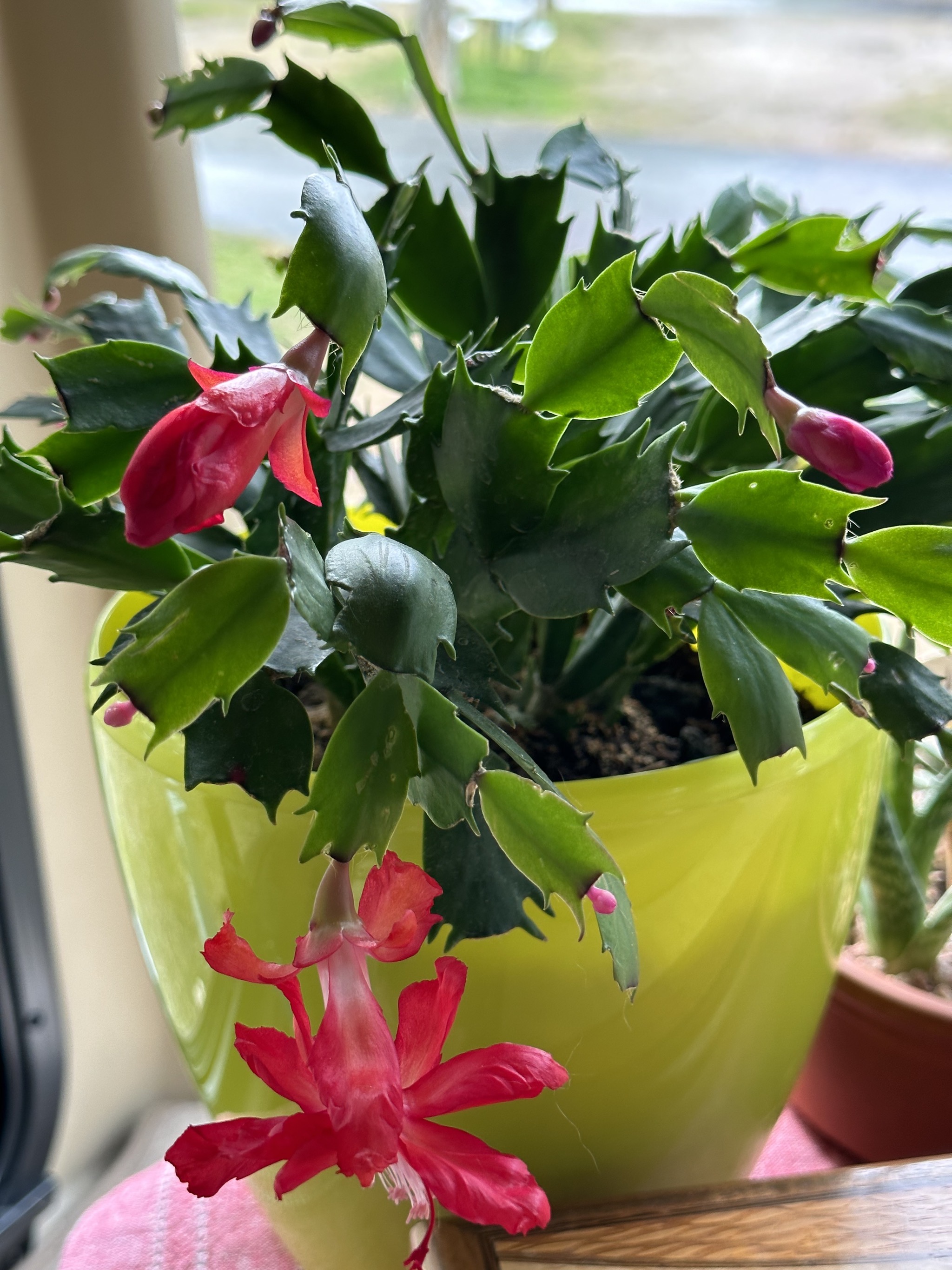 Christmas cactus