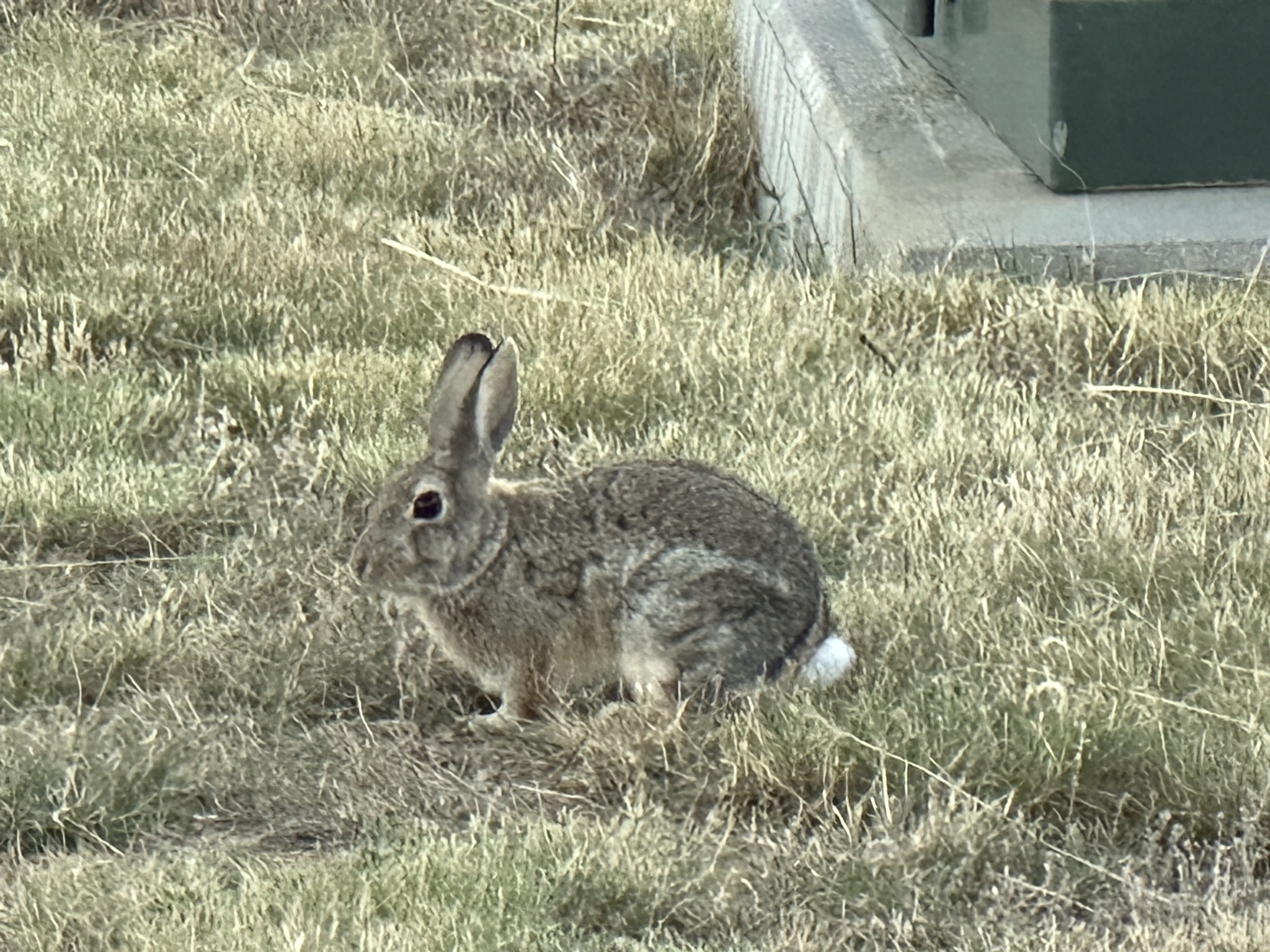 Rabbit