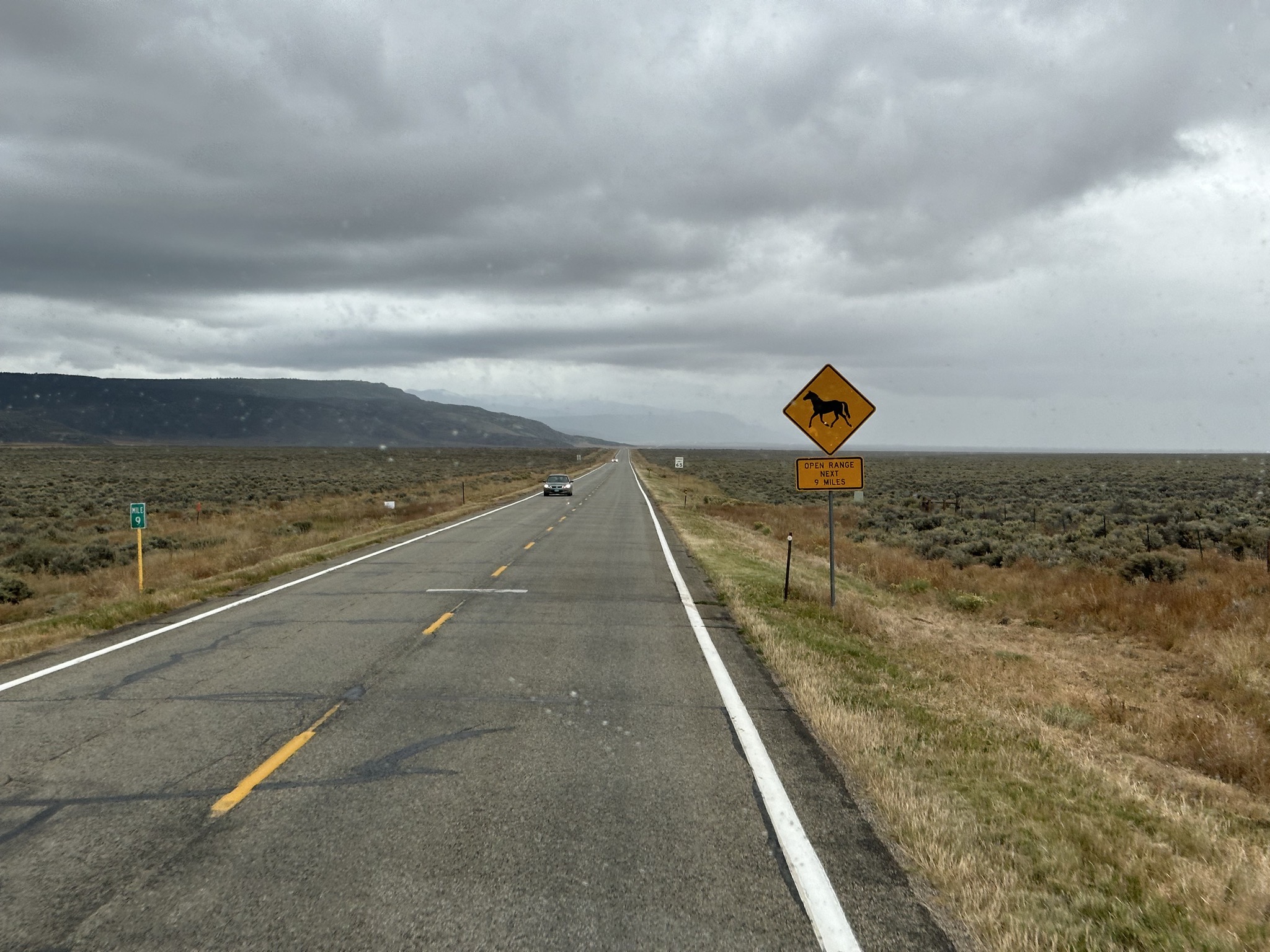 Horses open range