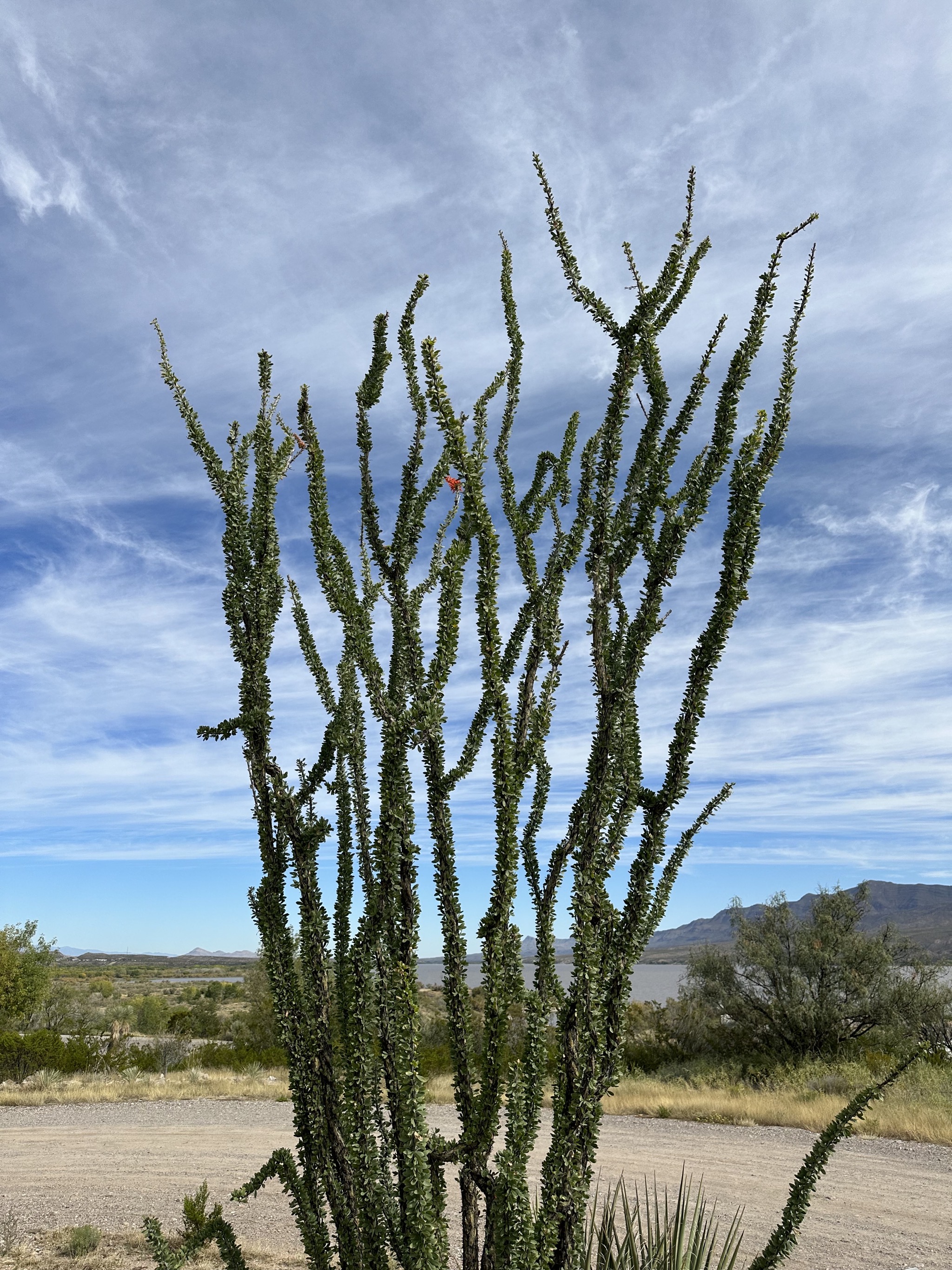 Cacti