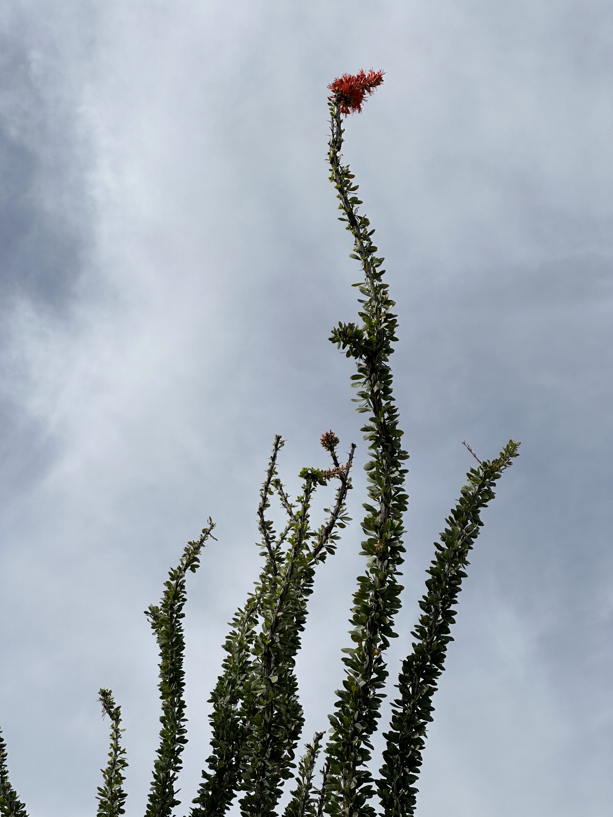 Cacti
