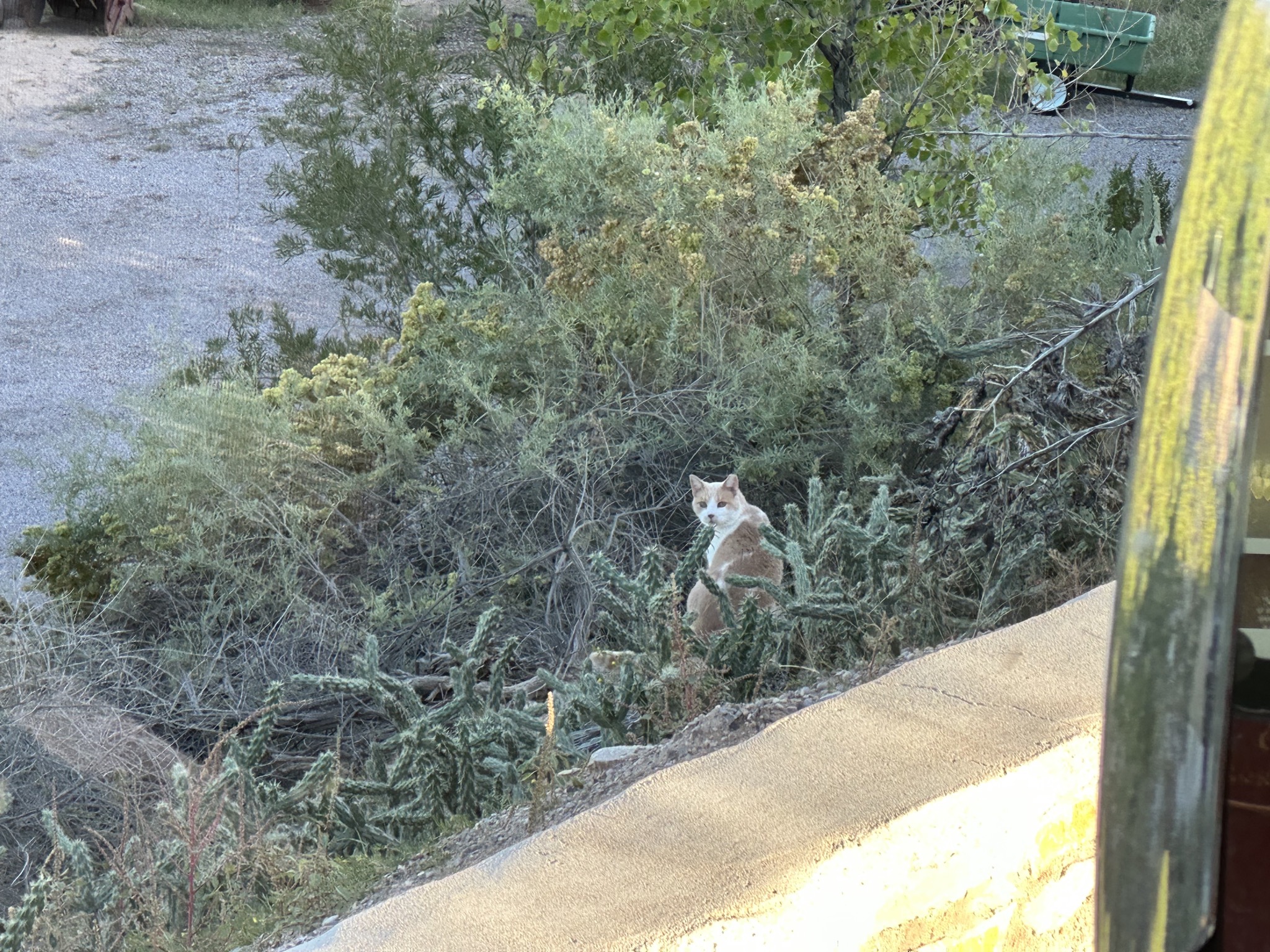 Feral cat
