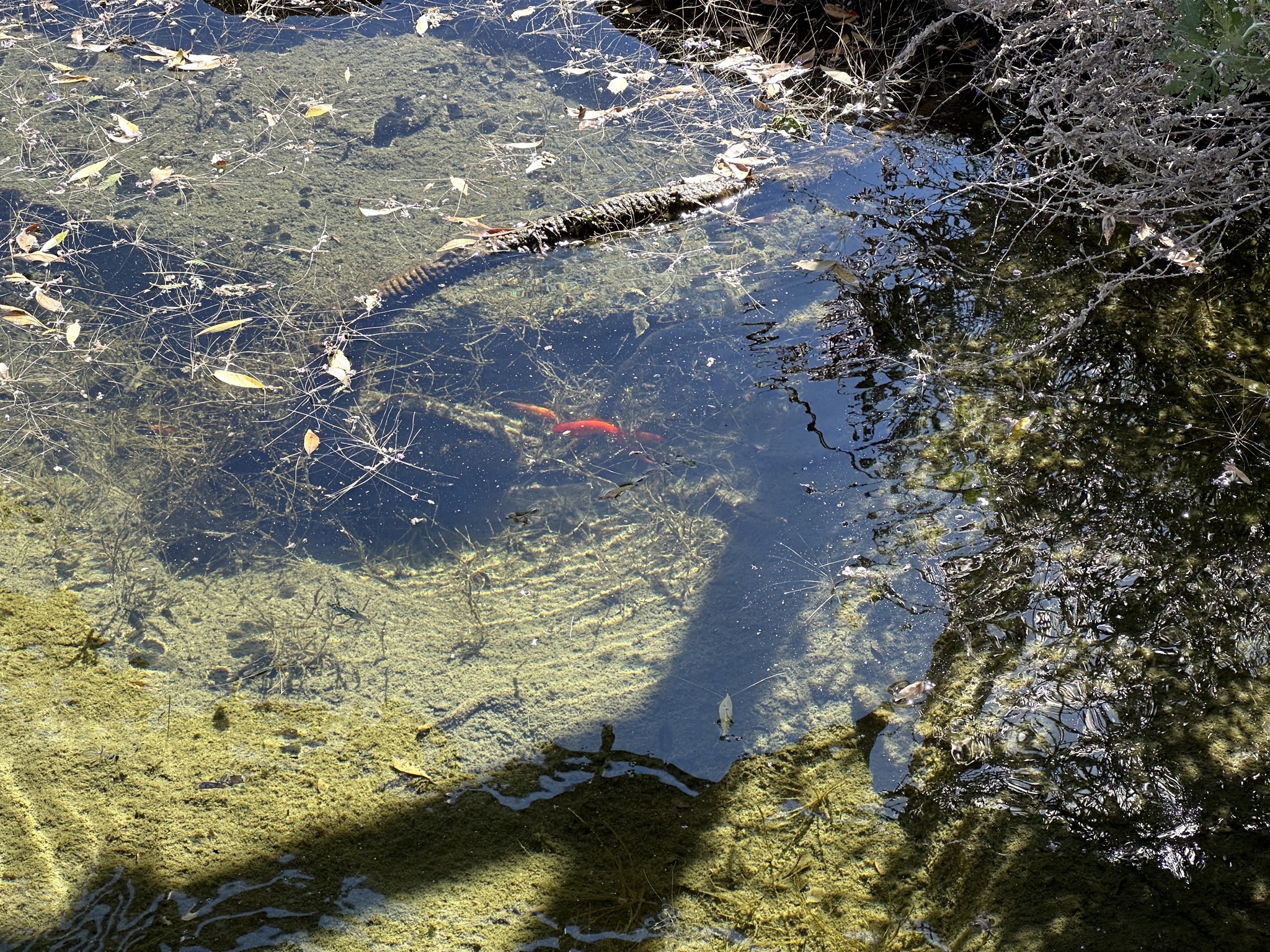 Pond