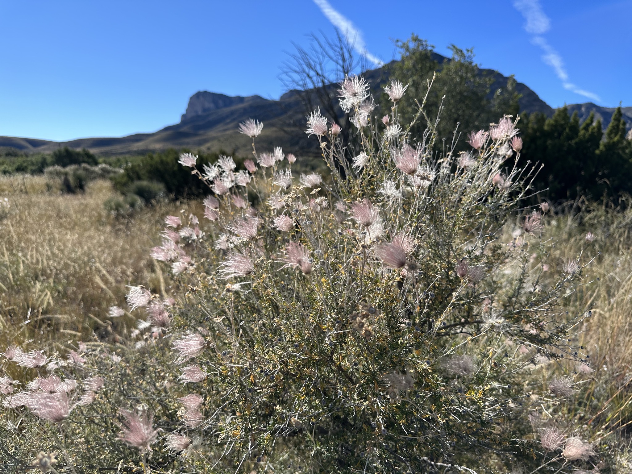 Pinery Trail