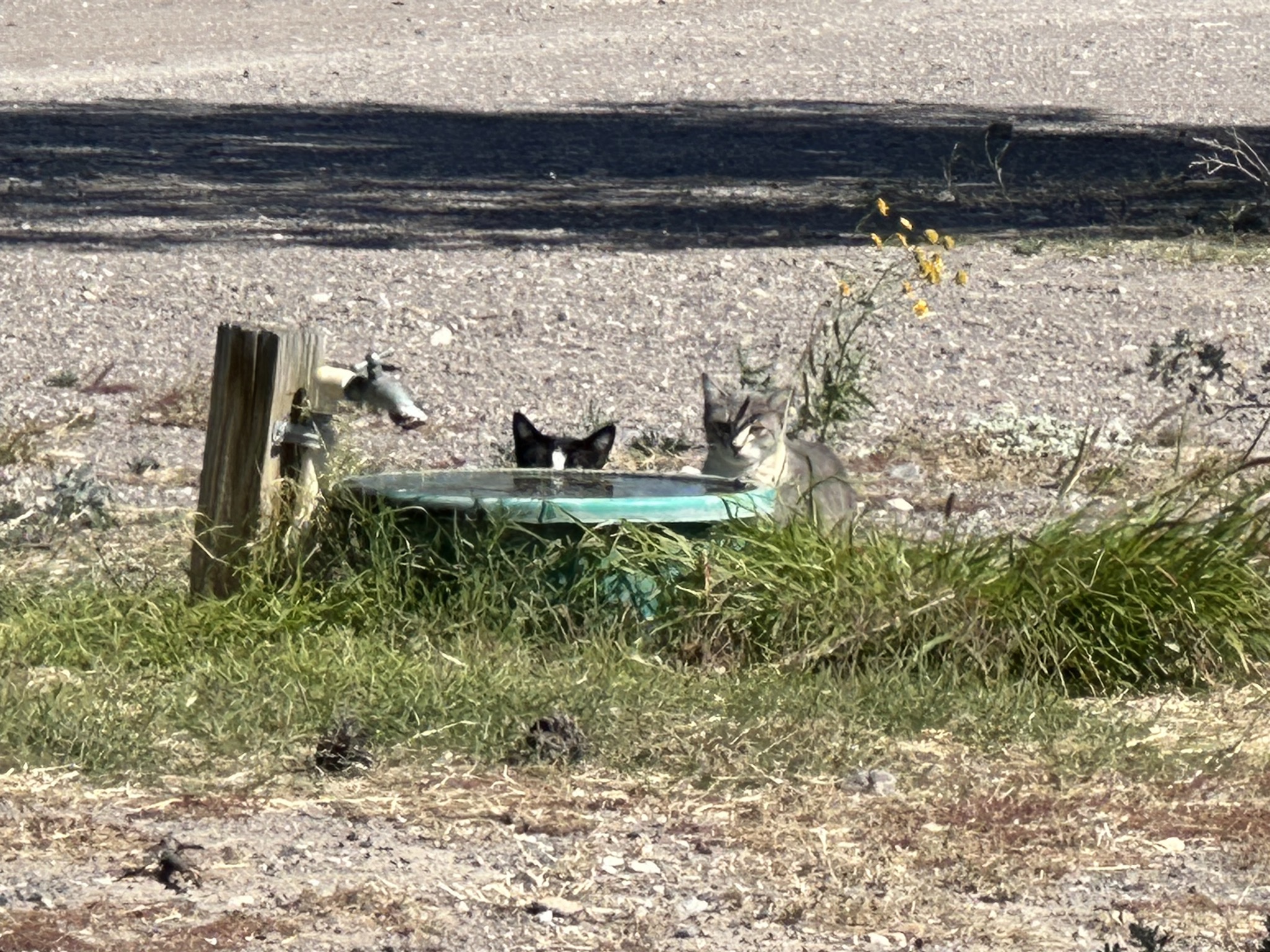 Cats