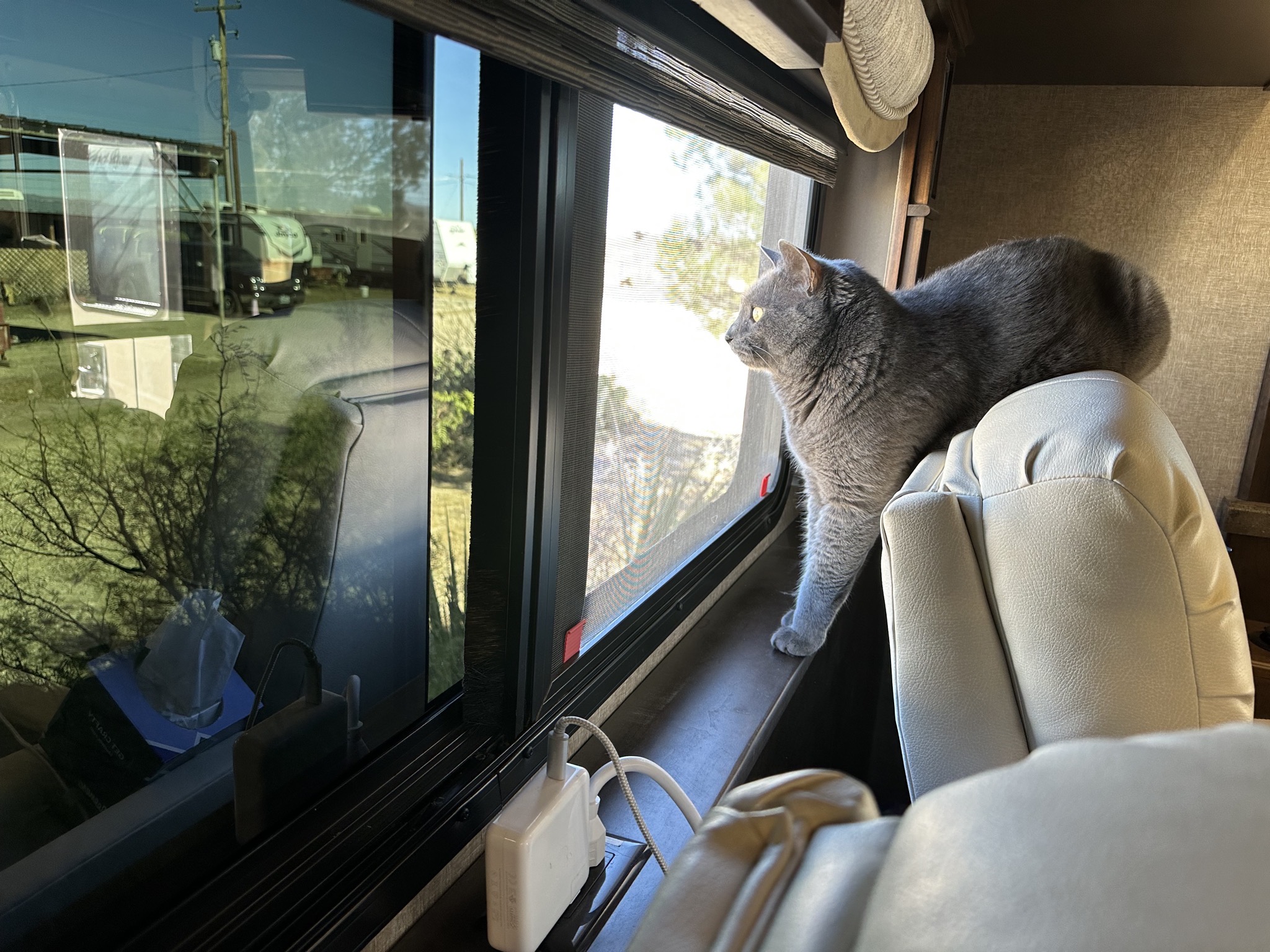 Paladin watching birds