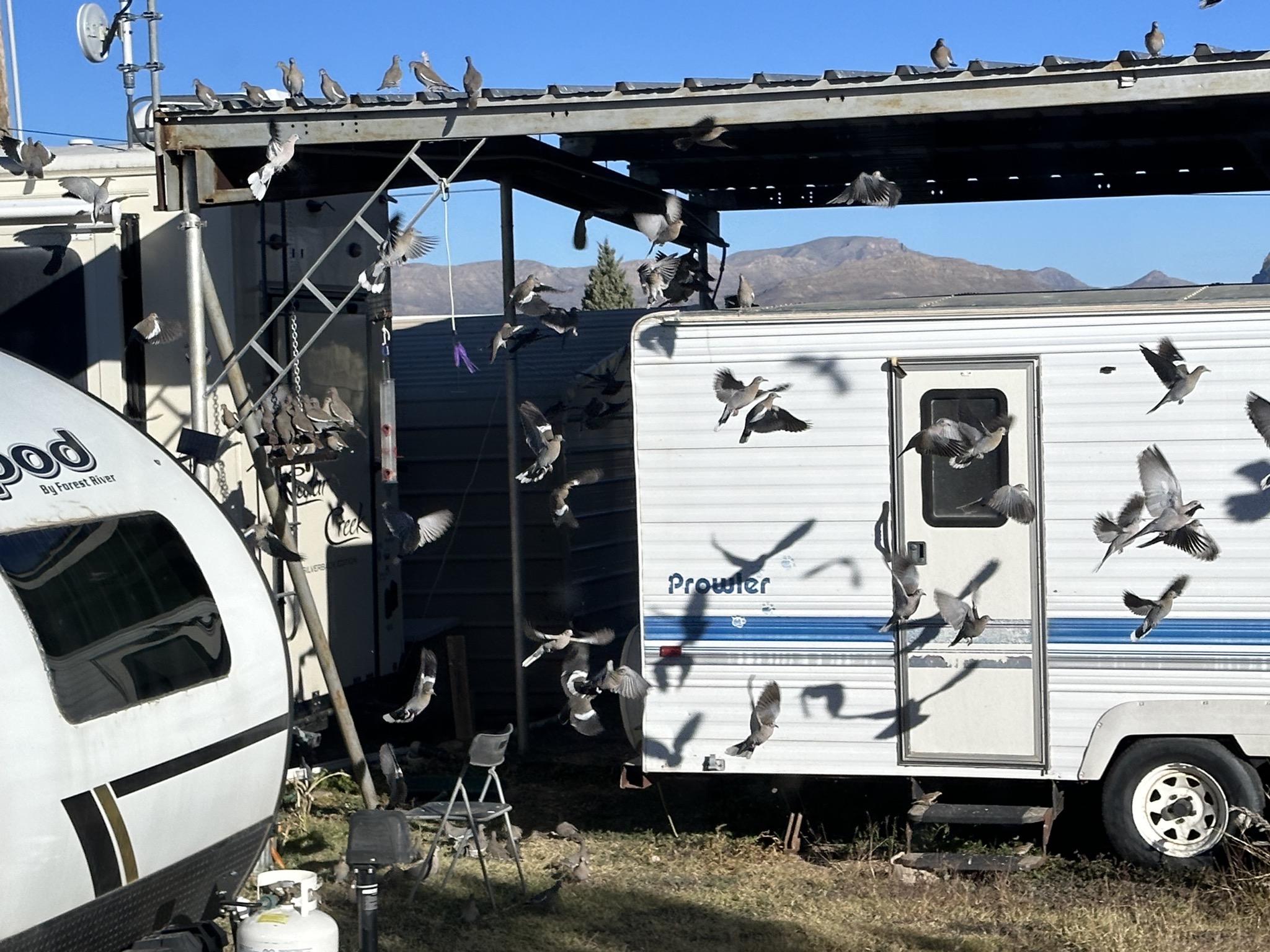 Birds