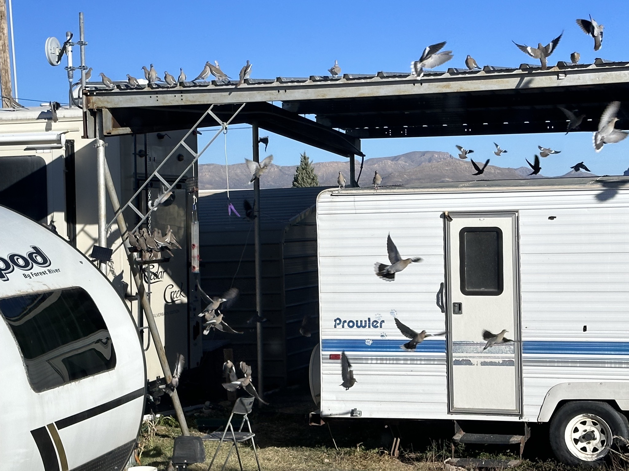 Birds