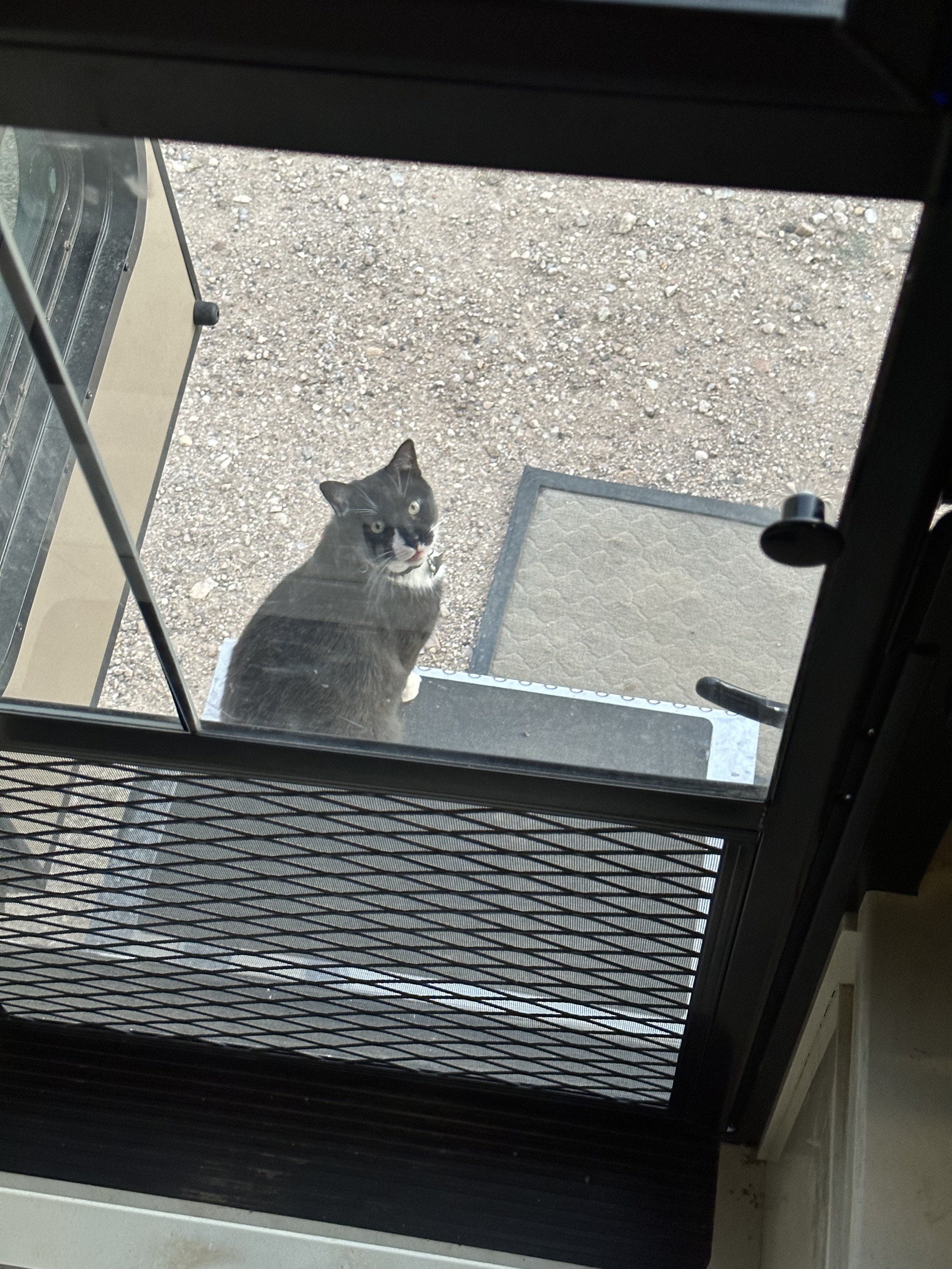 Campground cat