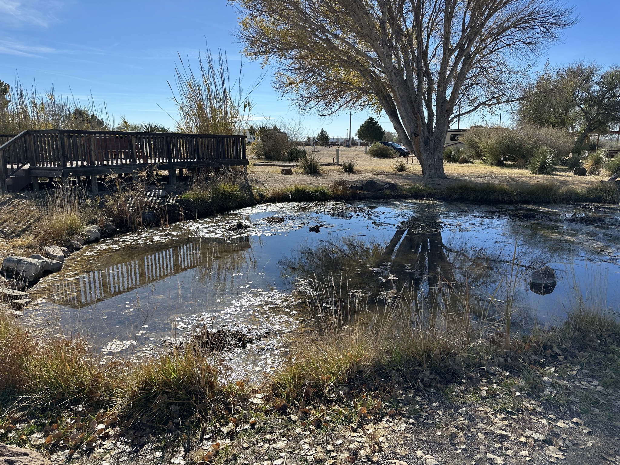 Pond
