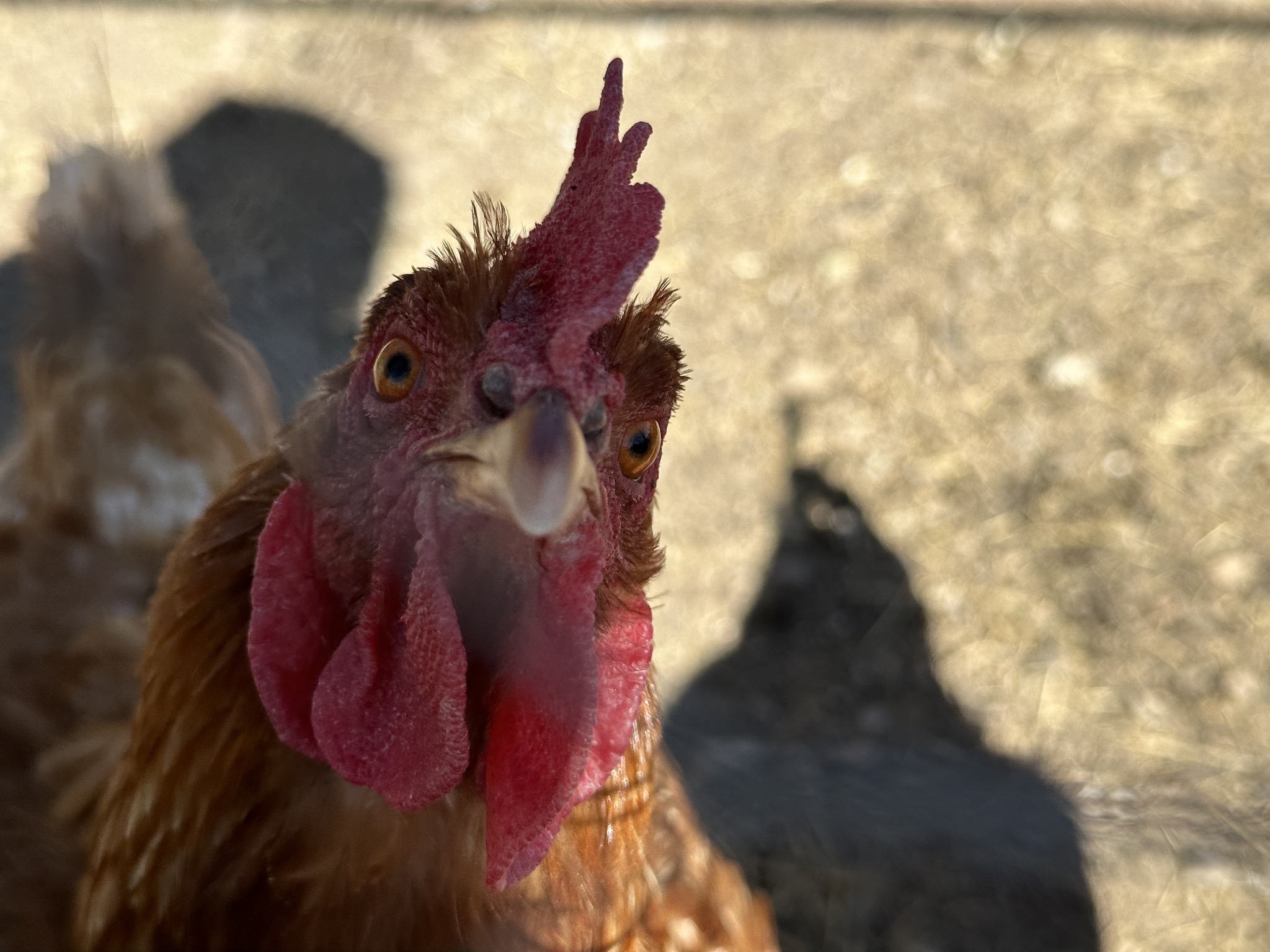 Chickens