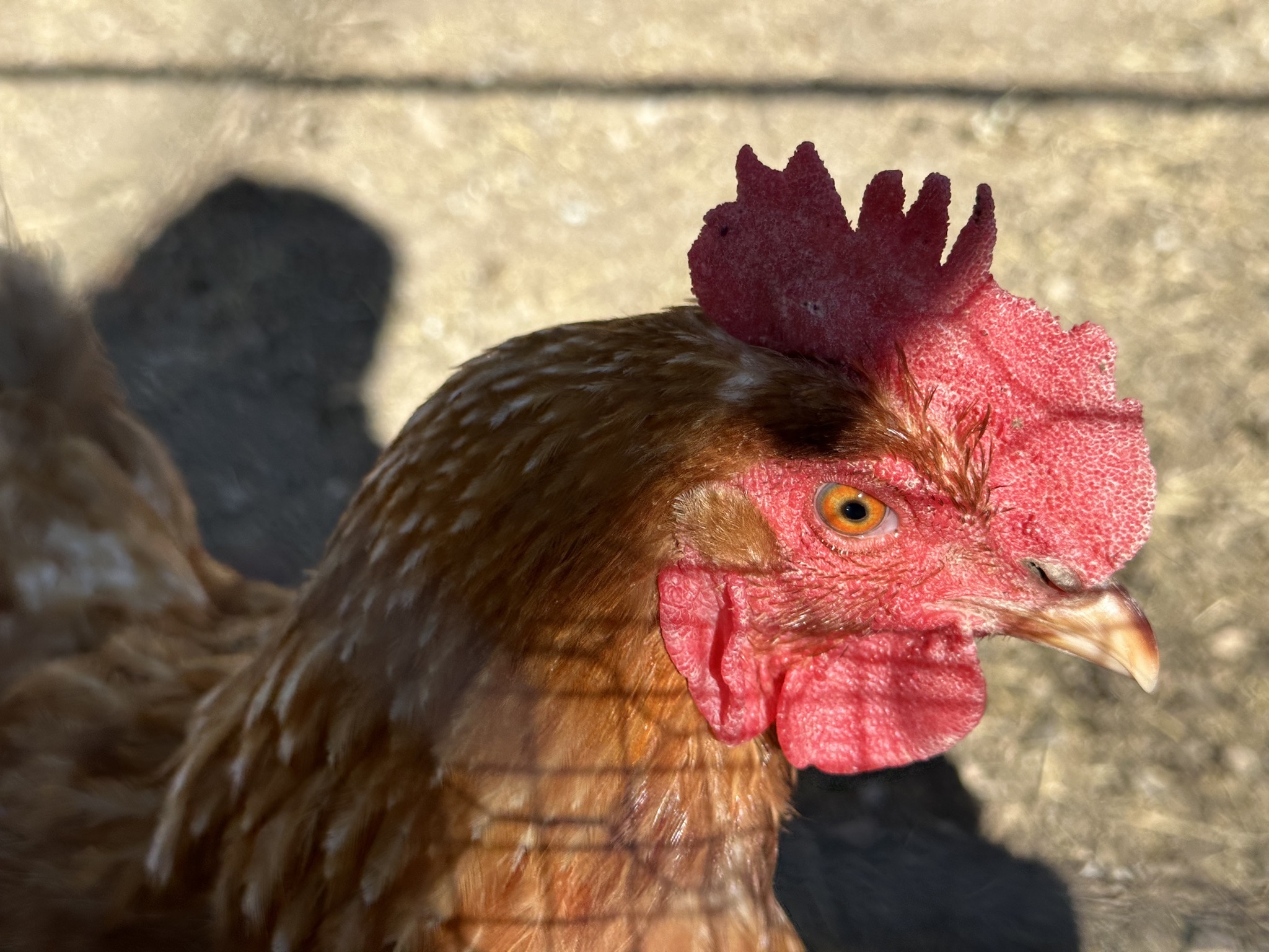 Chickens