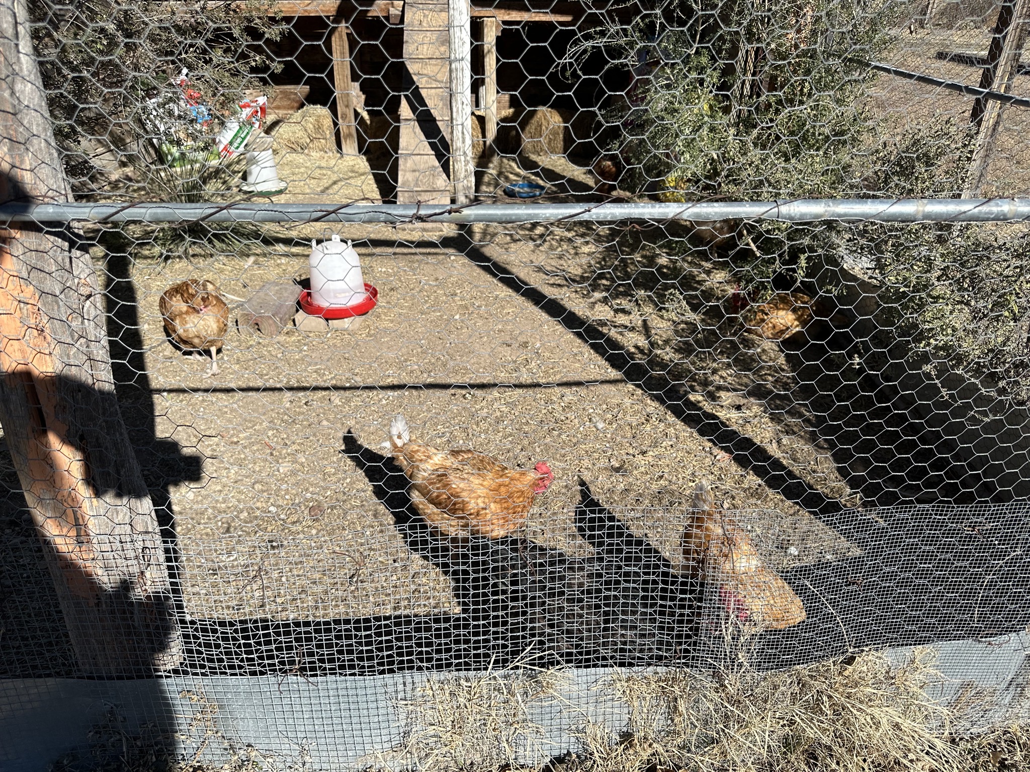 Chickens