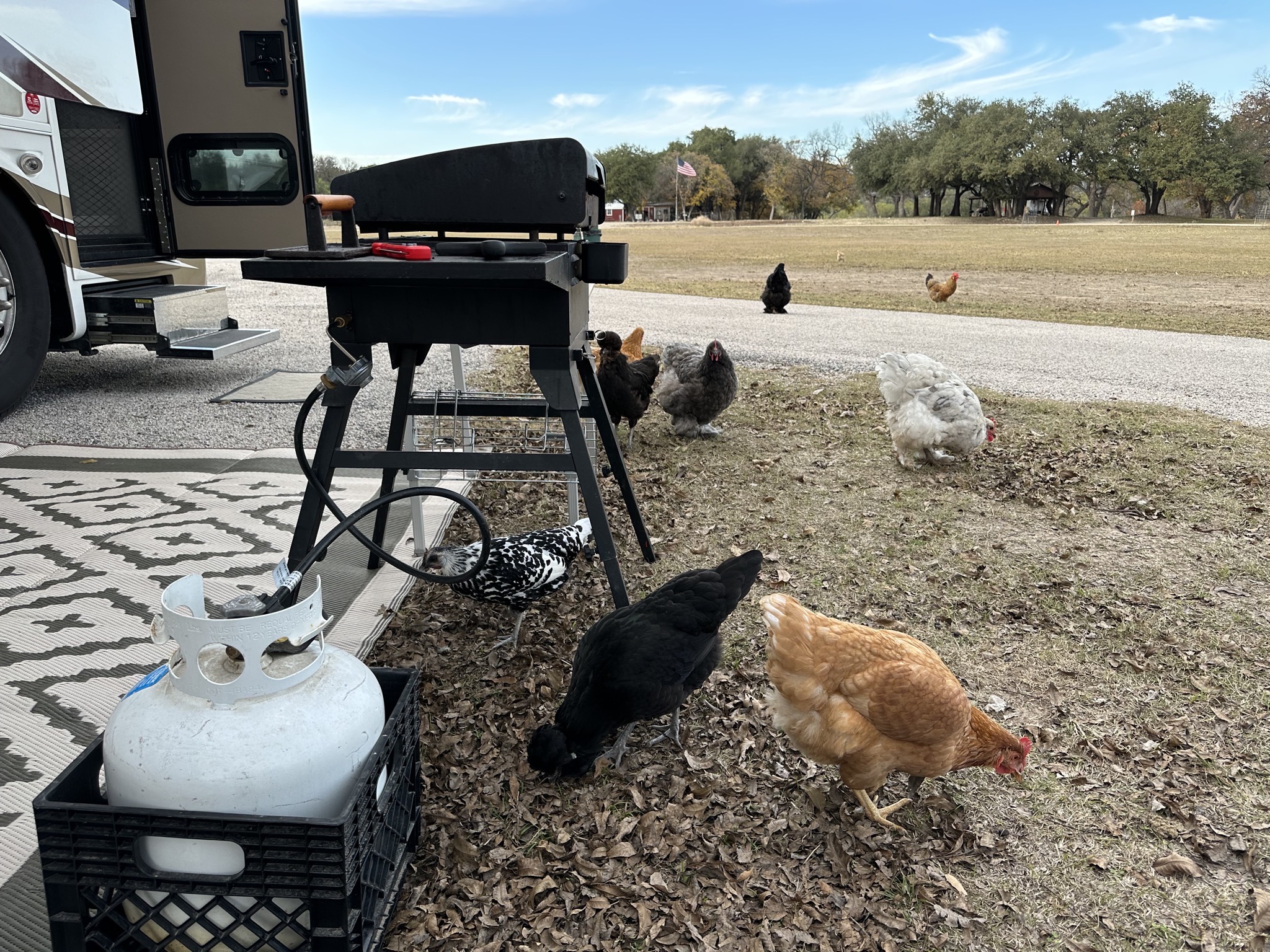 Chickens