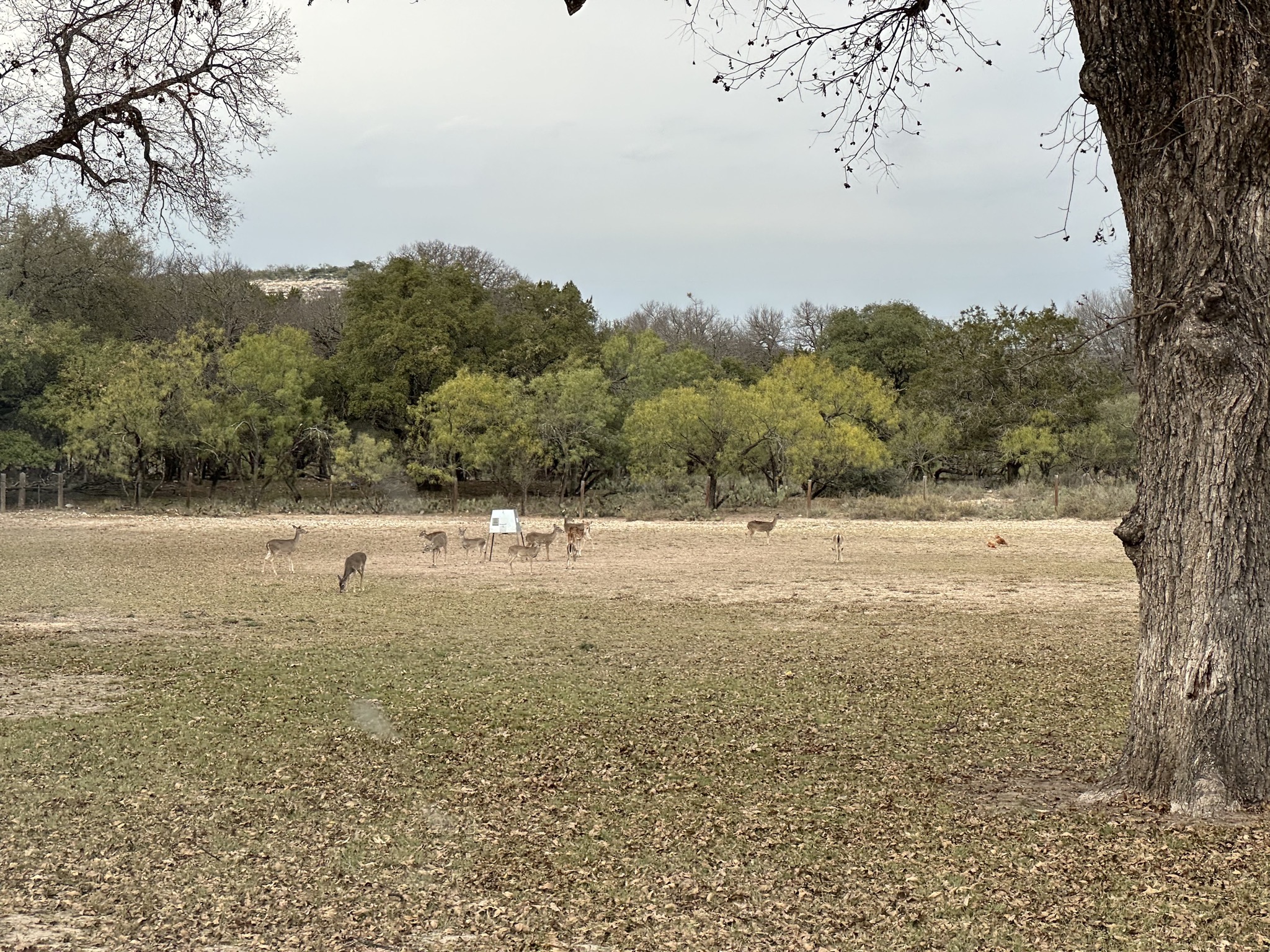 Deer