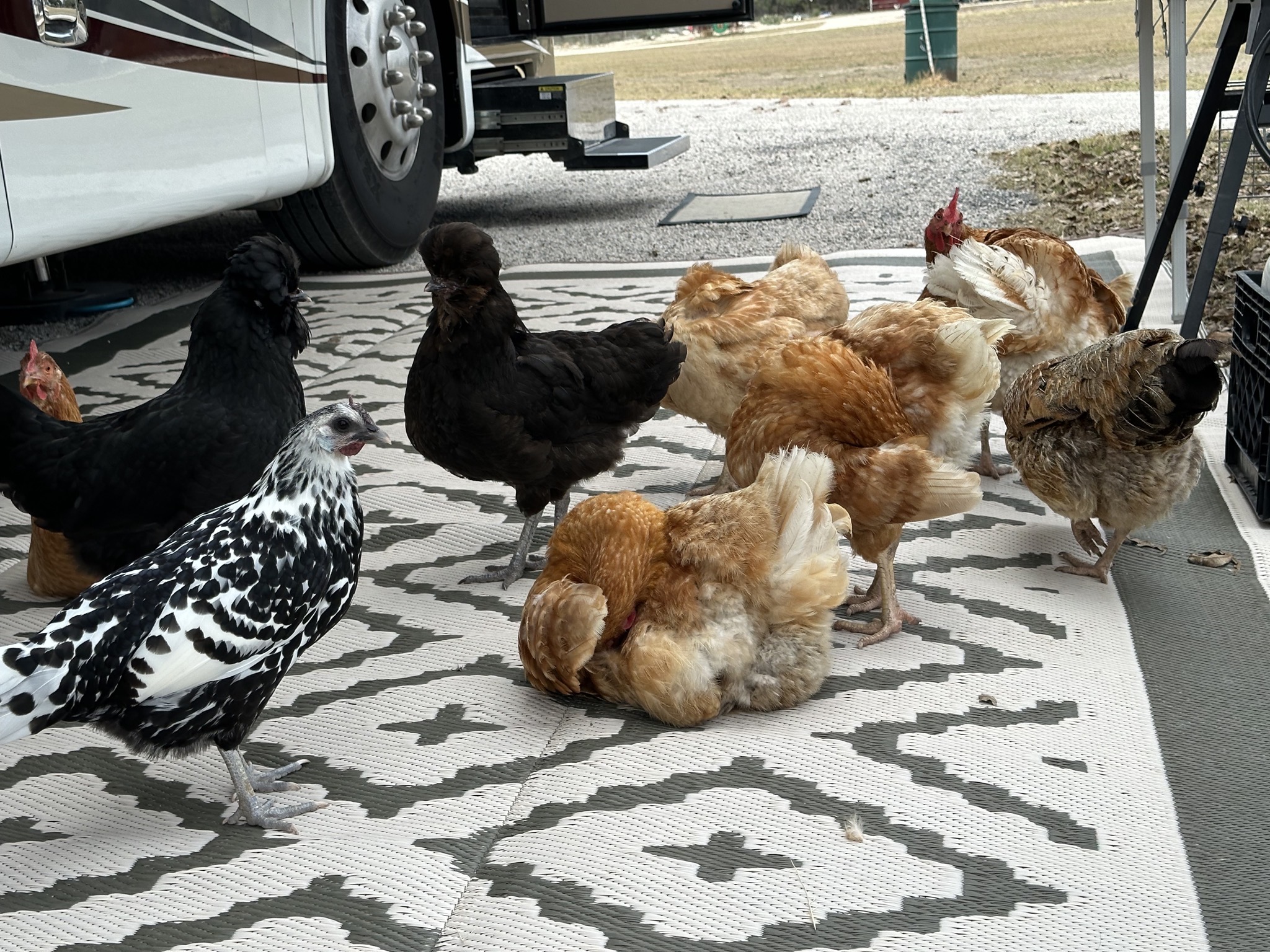Chickens