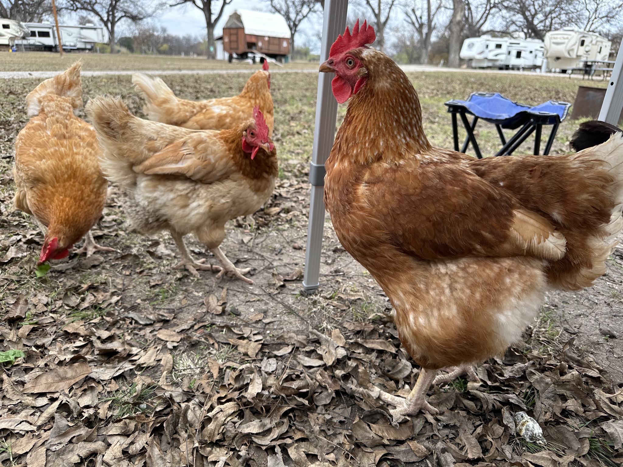 Chickens