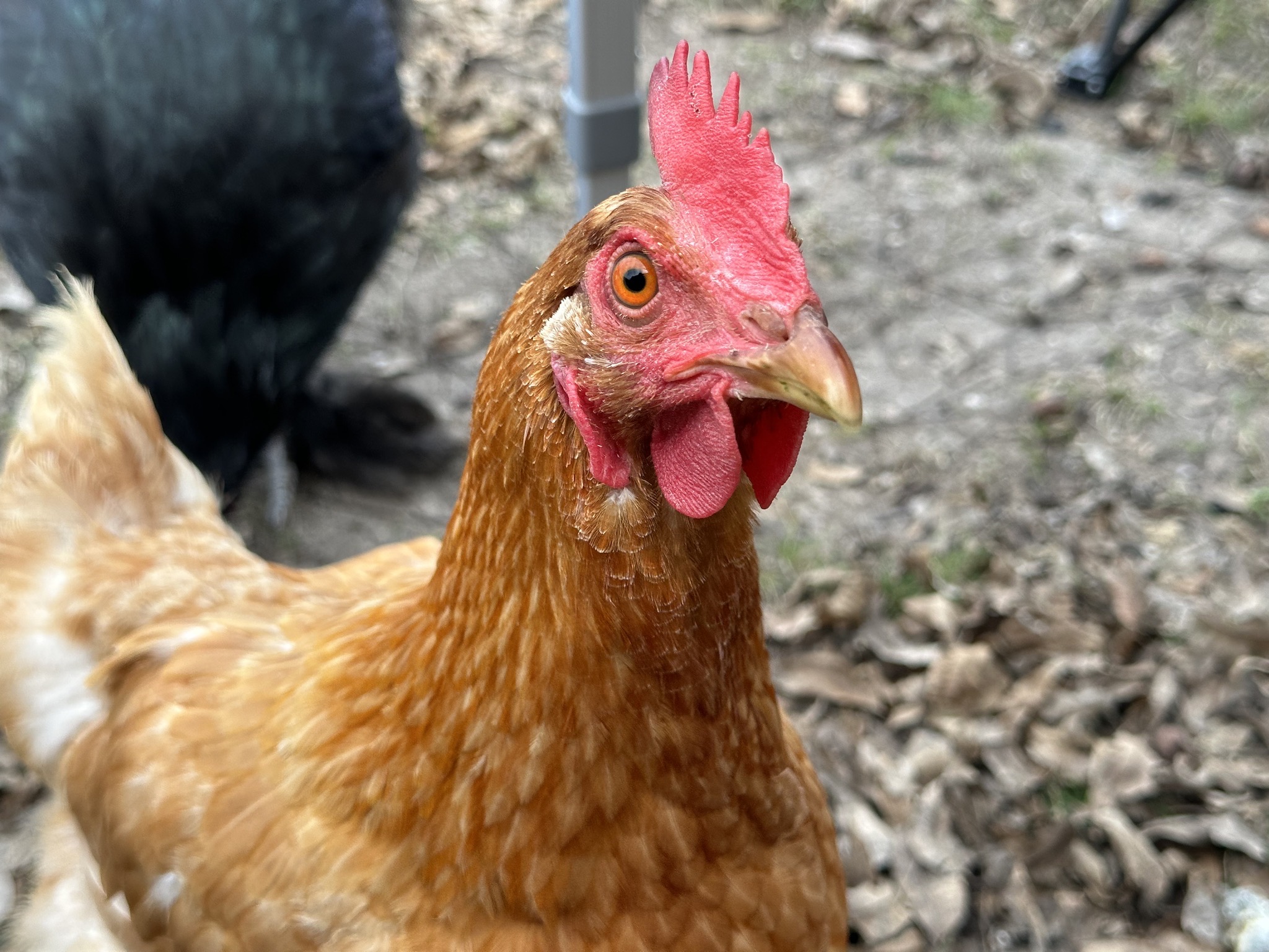 Chickens